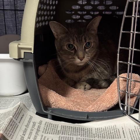 Enlarge BCAS Mia, a Adoptable Domestic Short Hair in Abingdon, MD image 2/6