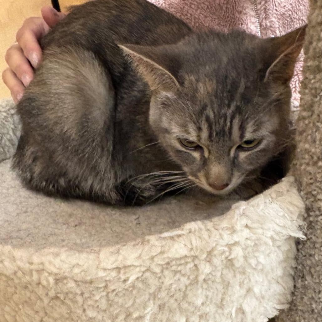 Enlarge BCAS Mia, a Adoptable Domestic Short Hair in Abingdon, MD image 3/6