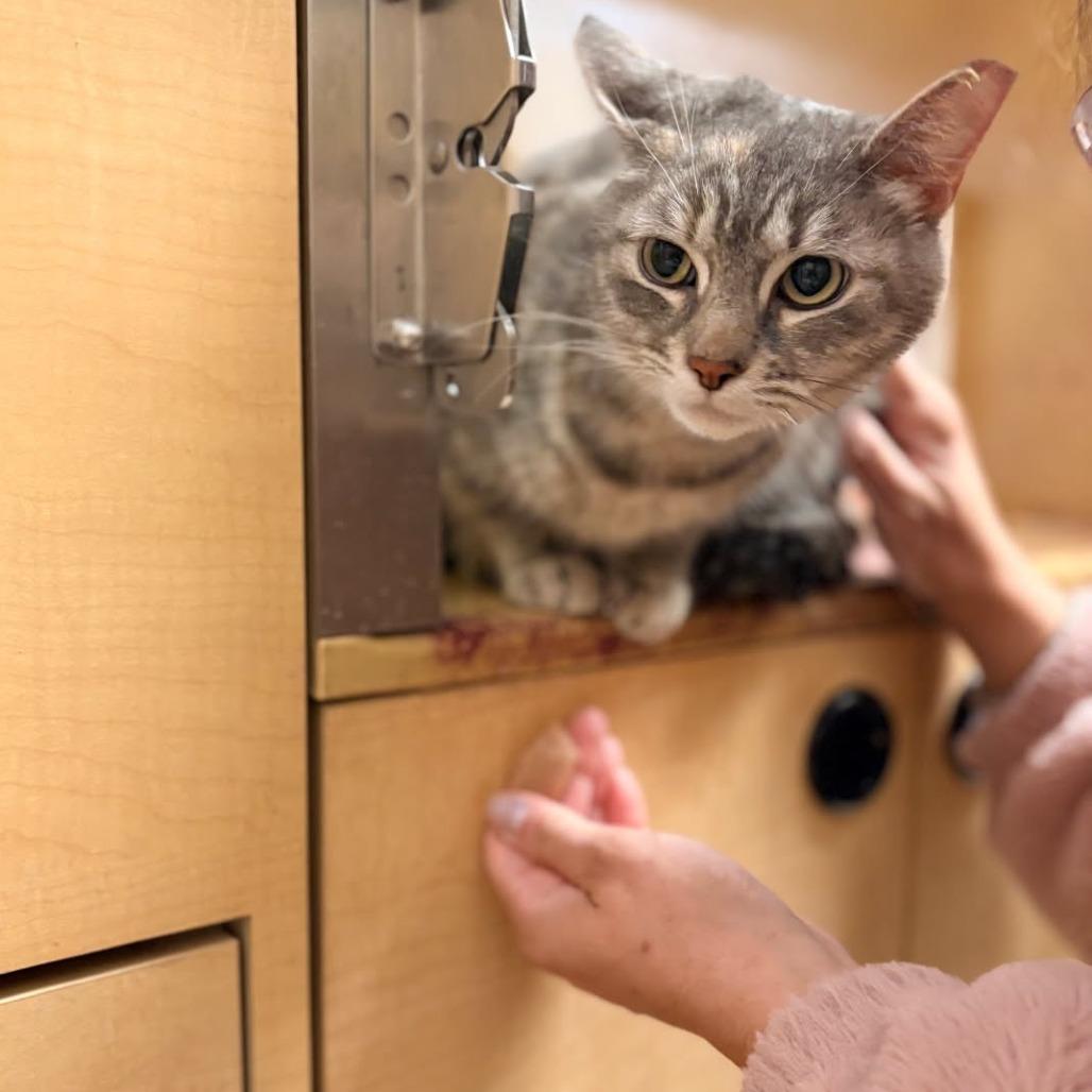 Enlarge BCAS Mia, a Adoptable Domestic Short Hair in Abingdon, MD image 4/6