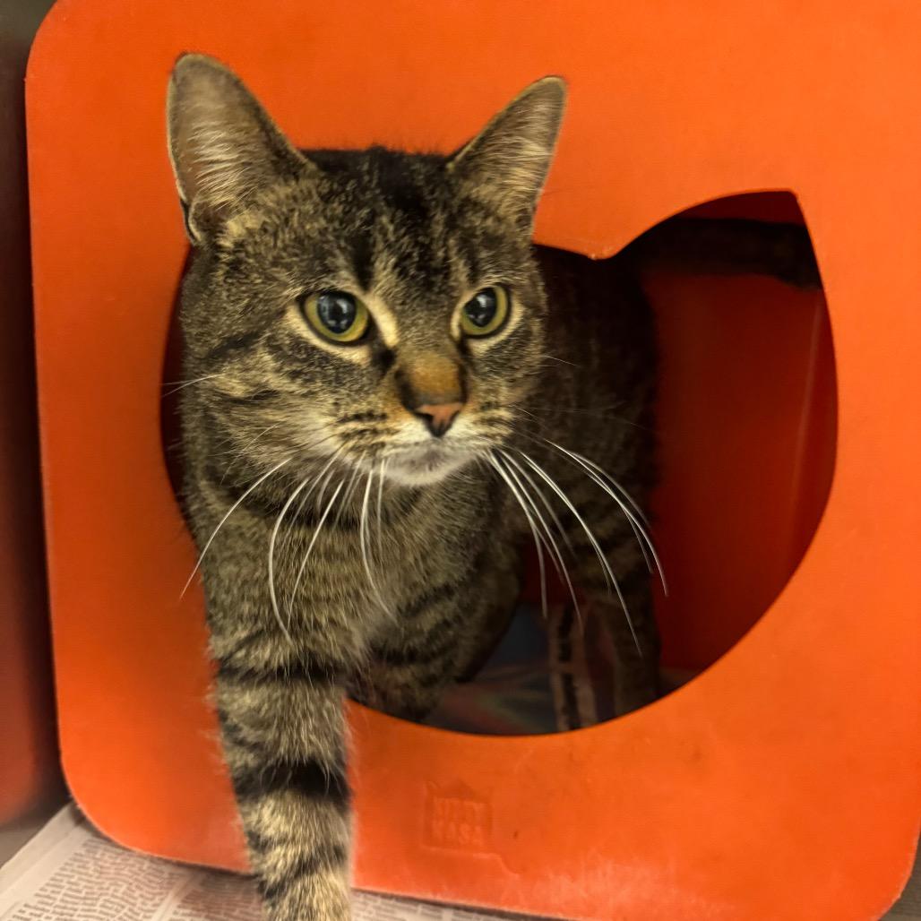 Rascal — thumbnail 2