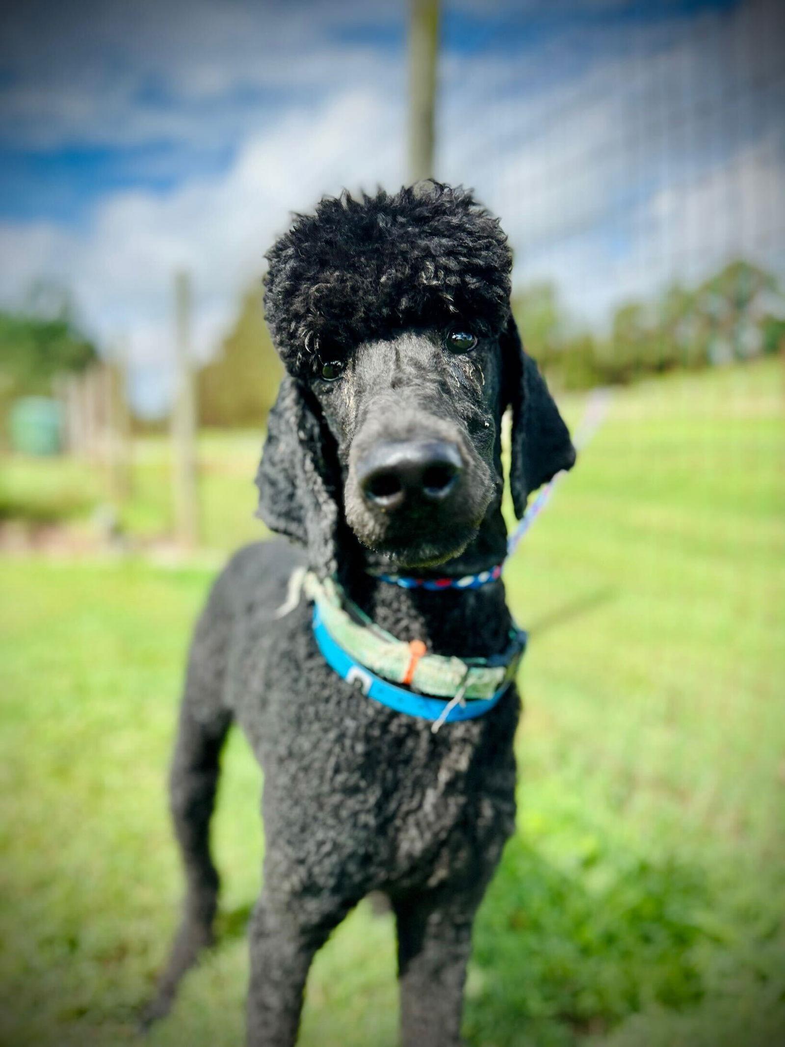 Arlo Aug 25, a Adopted Standard Poodle in Pacolet, SC image 1/3
