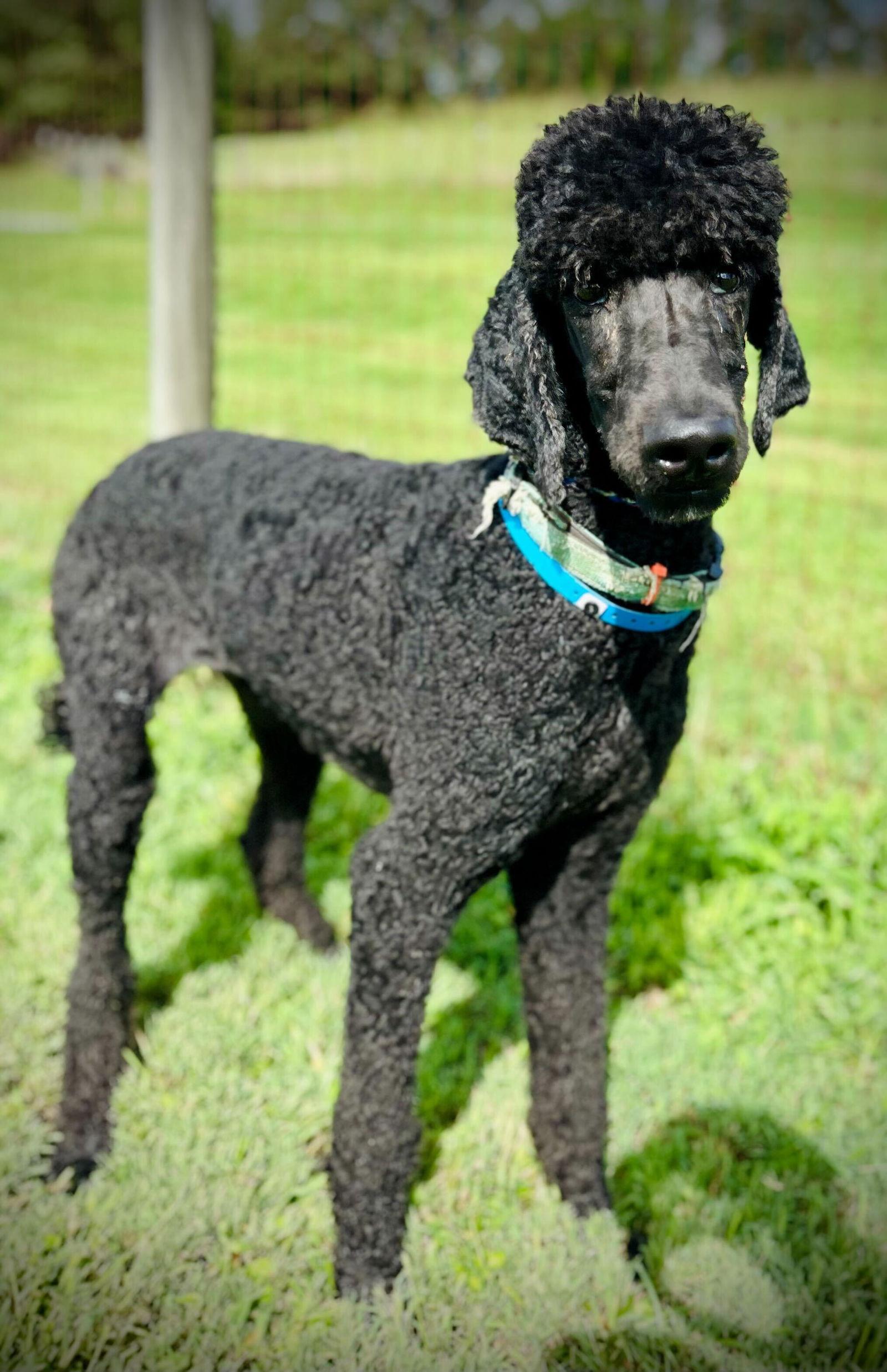 Arlo Aug 25, a Adopted Standard Poodle in Pacolet, SC image 2/3