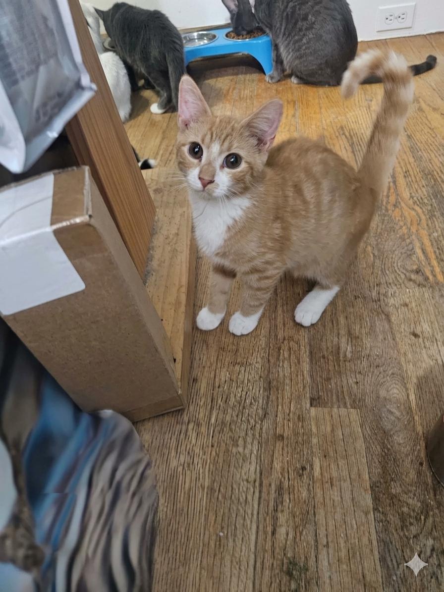 Toby, adopted, Kitten Male American Shorthair.