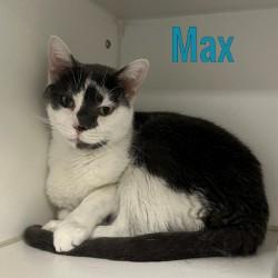 Enlarge Max, a Adoptable Domestic Short Hair in Pleasantville, NJ image 2/2