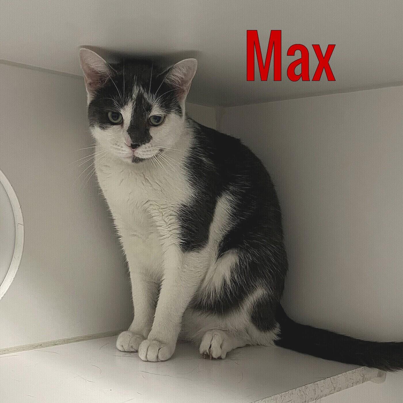 Enlarge Max, a Adoptable Domestic Short Hair in Pleasantville, NJ image 1/2