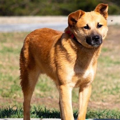 Enlarge Smiley, a ADOPTABLE mixed breed in Danbury, CT image 3/4