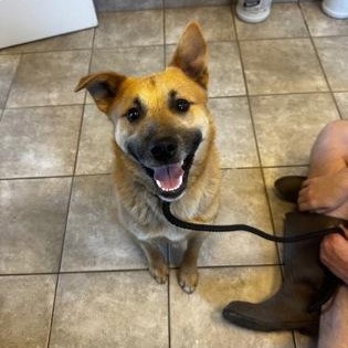 Enlarge Smiley, a ADOPTABLE mixed breed in Danbury, CT image 4/4