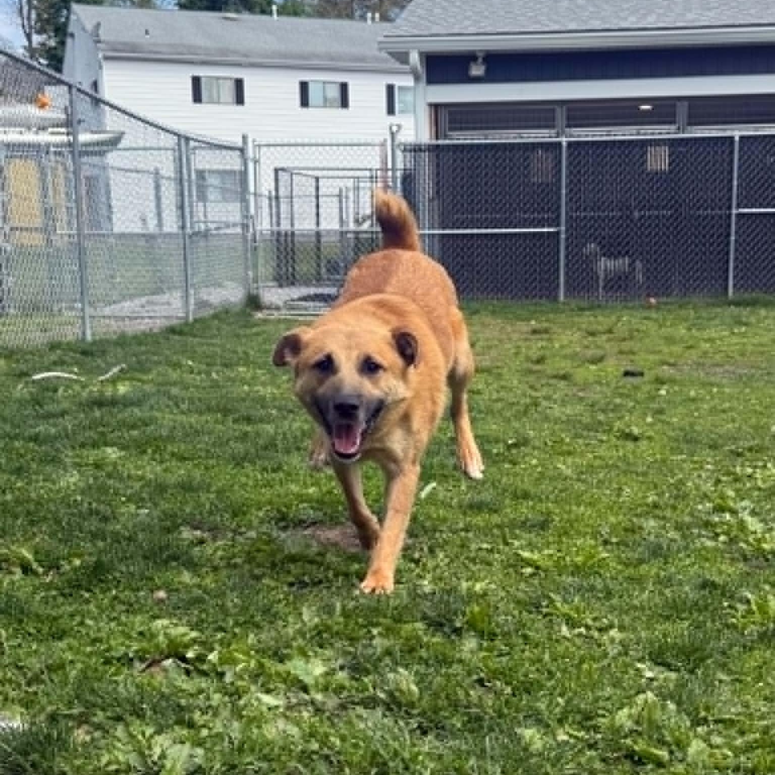 Enlarge Smiley, a ADOPTABLE mixed breed in Danbury, CT image 2/4