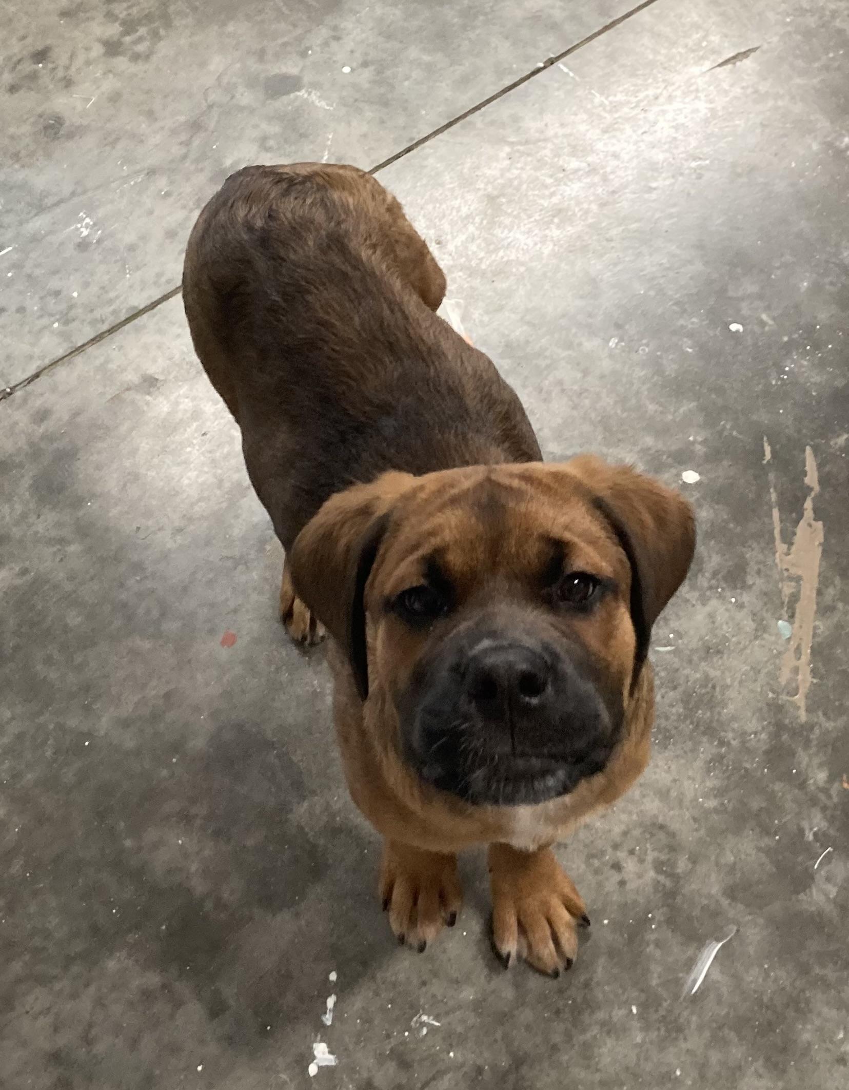 Enlarge Bug, a Adoptable mixed breed in Twin Falls, ID image 1/1