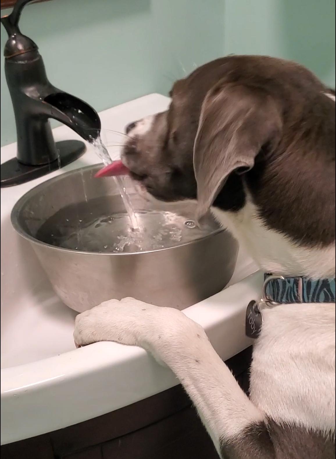 Jacob, Adoptable, Young Male Pit Bull Terrier.