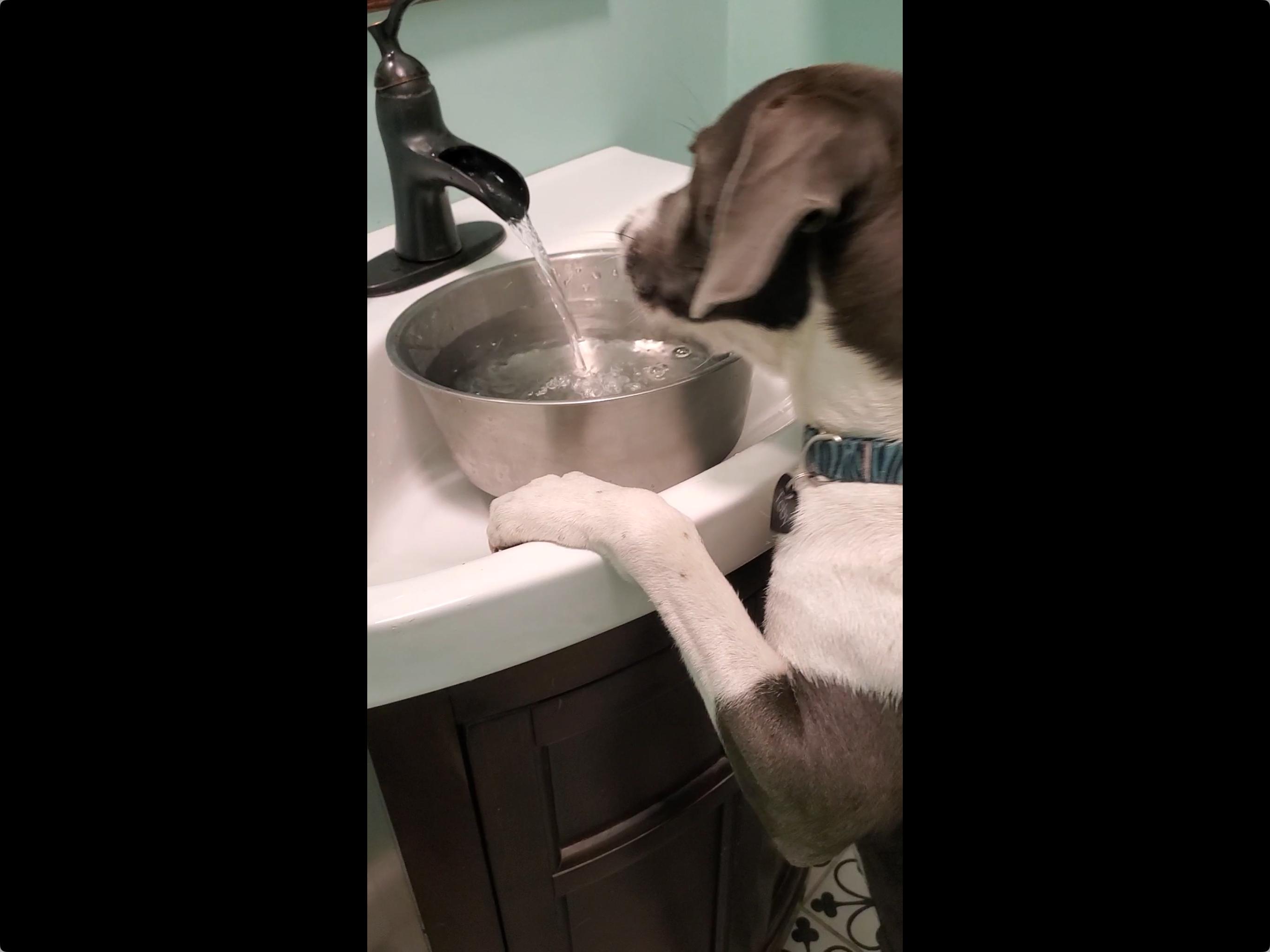 Jacob, a Adoptable Pit Bull Terrier in Maryville, TN image 4/4