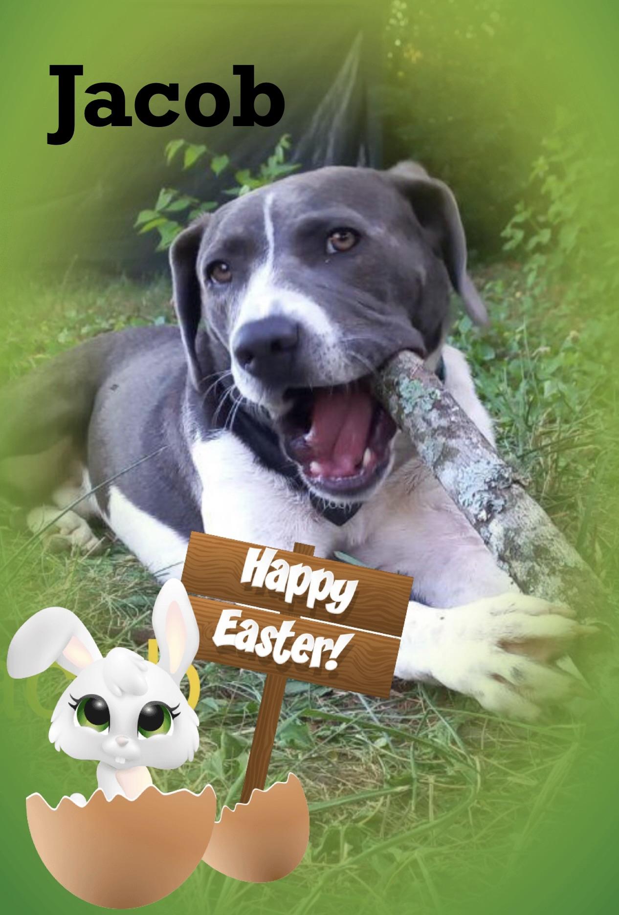 Enlarge Jacob, a Adoptable Pit Bull Terrier in Maryville, TN image 2/5
