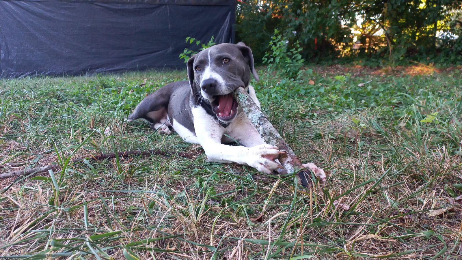 Jacob, Adoptable, Young Male Pit Bull Terrier.