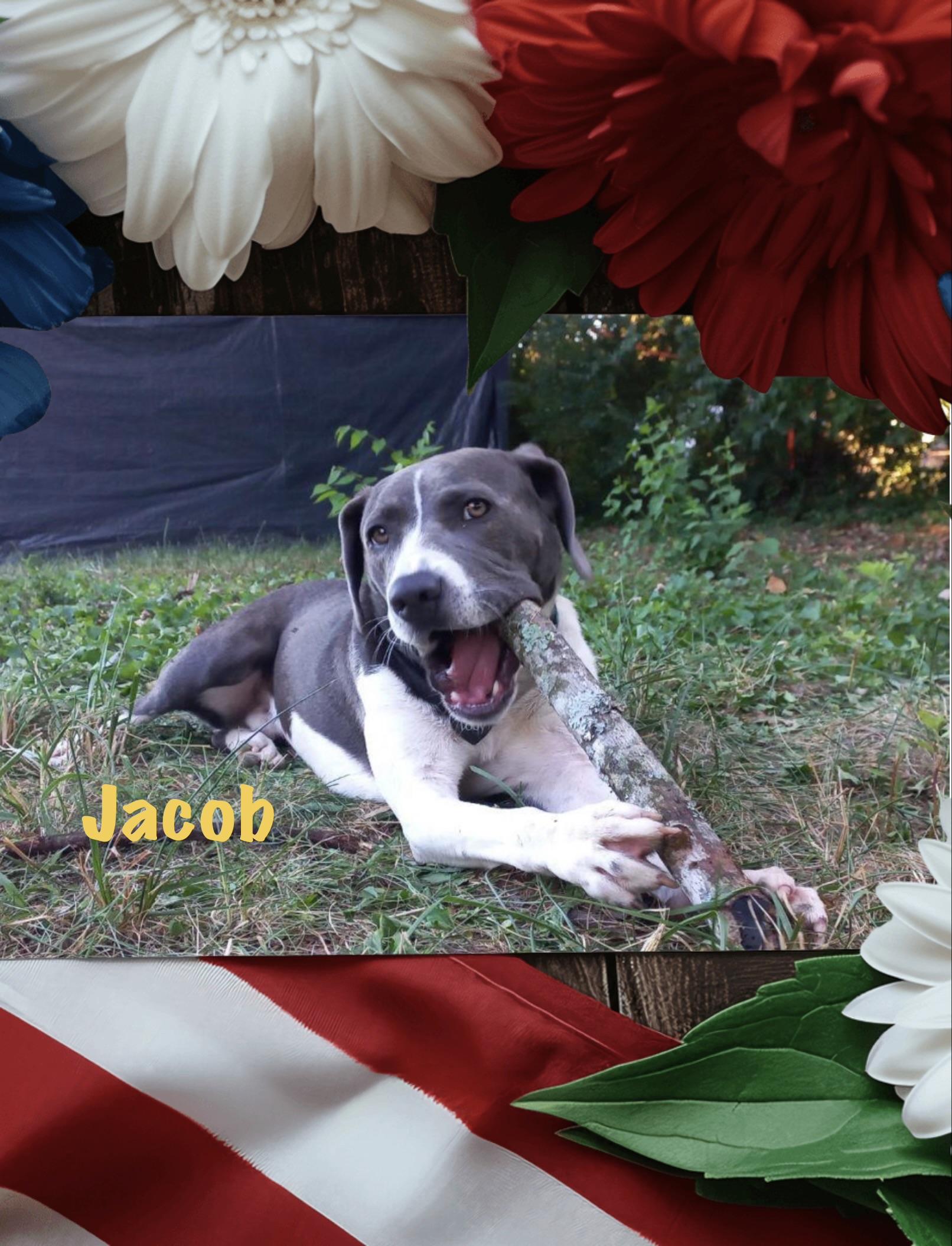 Jacob, a Adoptable Pit Bull Terrier in Maryville, TN image 1/6