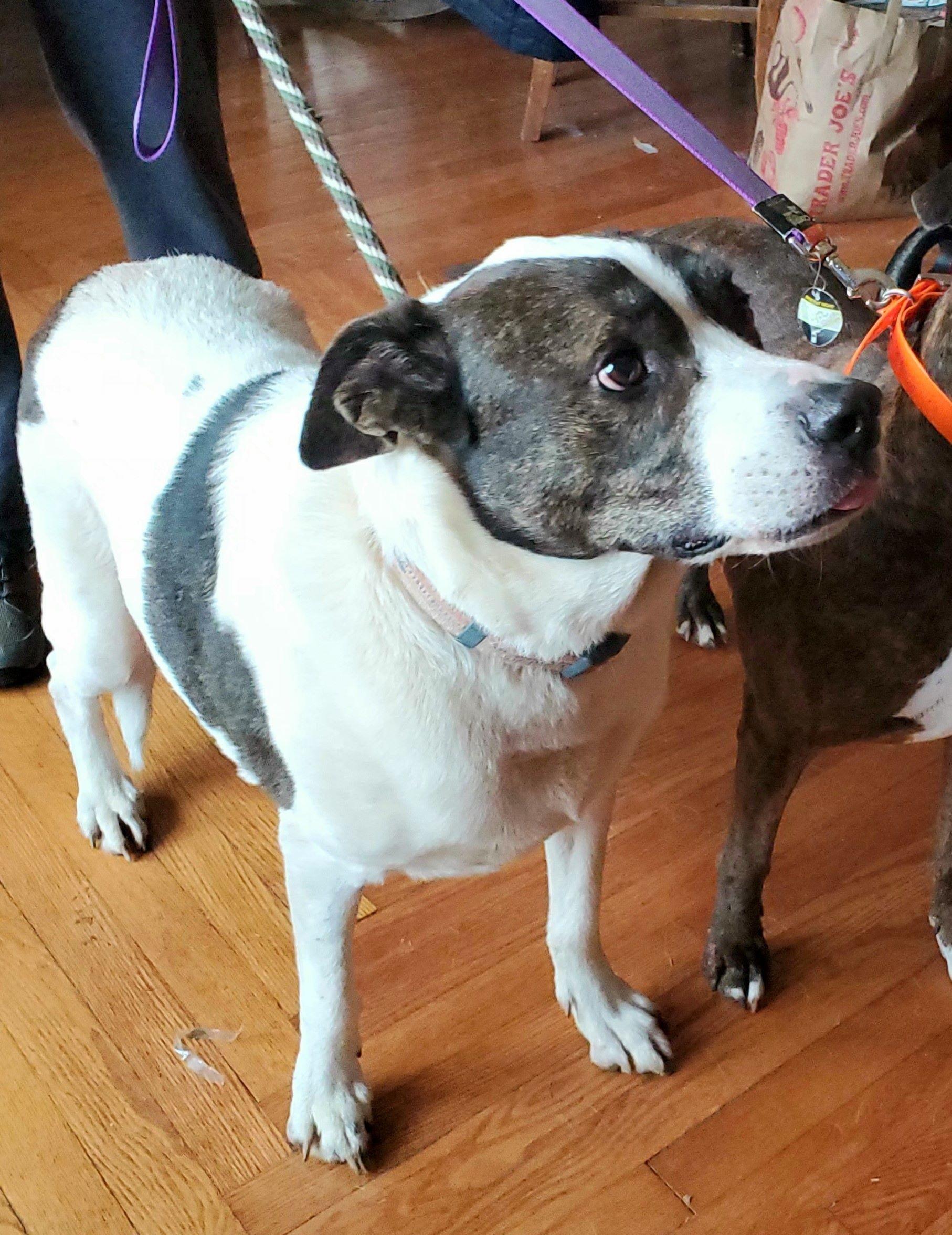 Meet Jacob a super young pooch full of life He is full of joy overflowing with sweetness and loy
