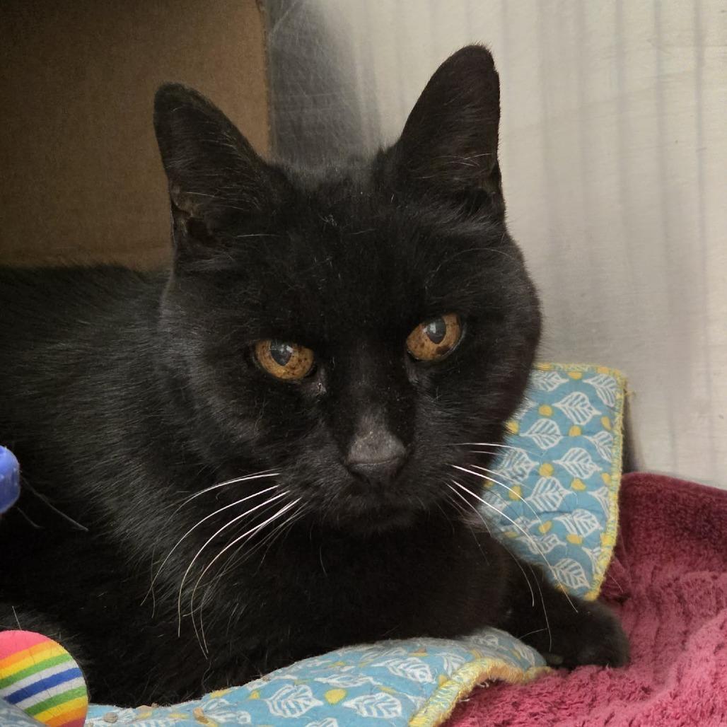 Enlarge Angus, a Adoptable Domestic Short Hair in Ballston Spa, NY image 1/2