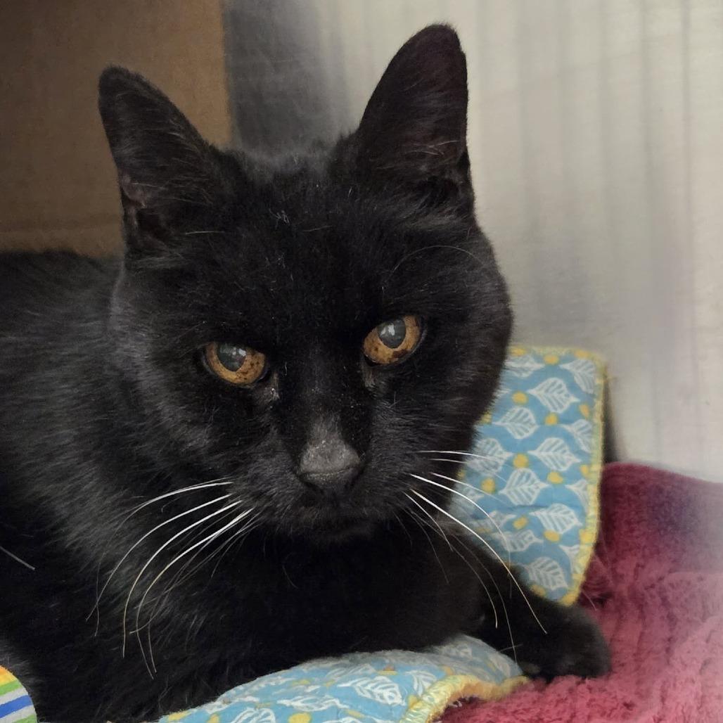 Enlarge Angus, a Adoptable Domestic Short Hair in Ballston Spa, NY image 2/2