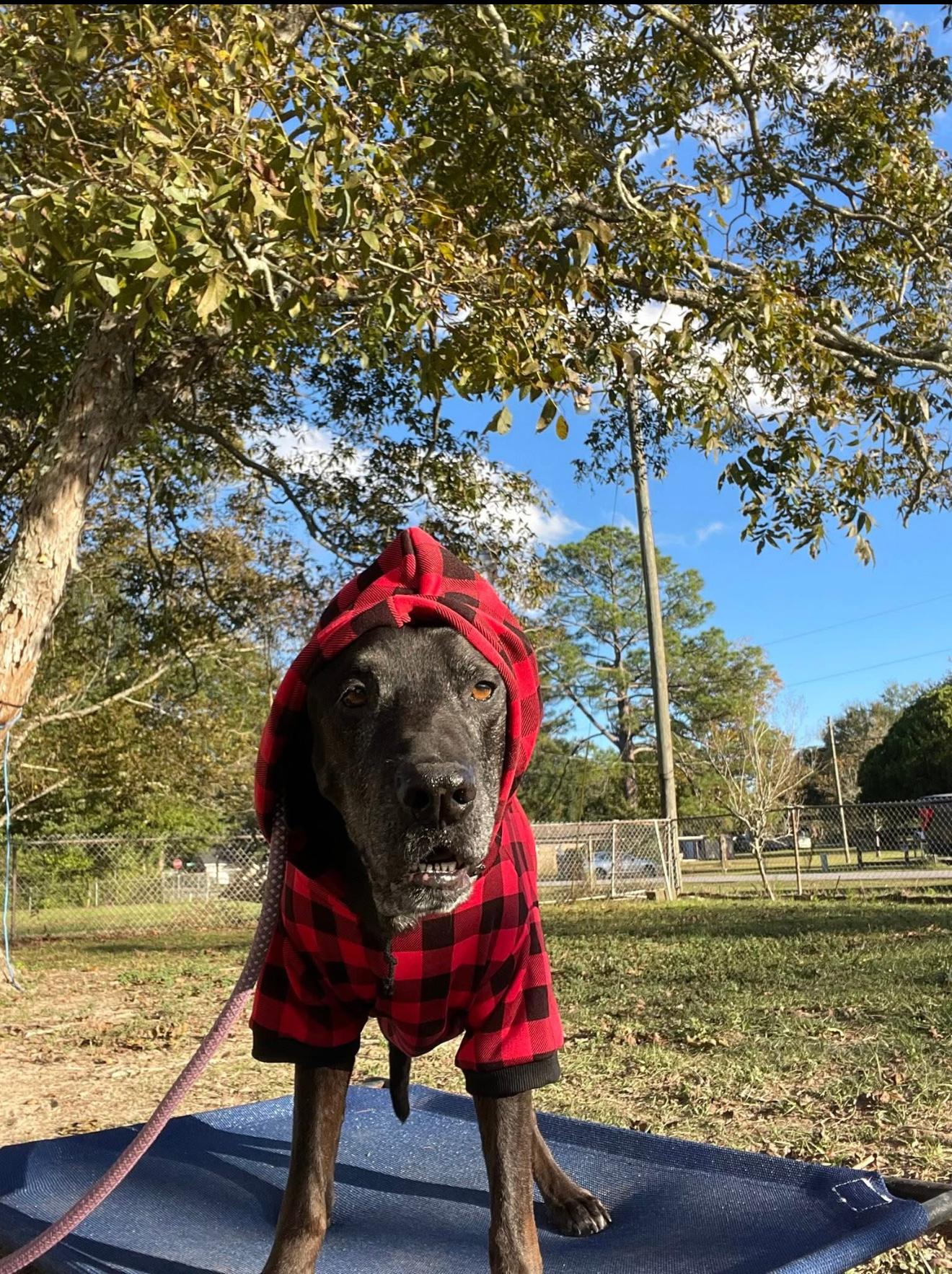 Stanley, Adoptable, Senior Male Black Labrador Retriever.