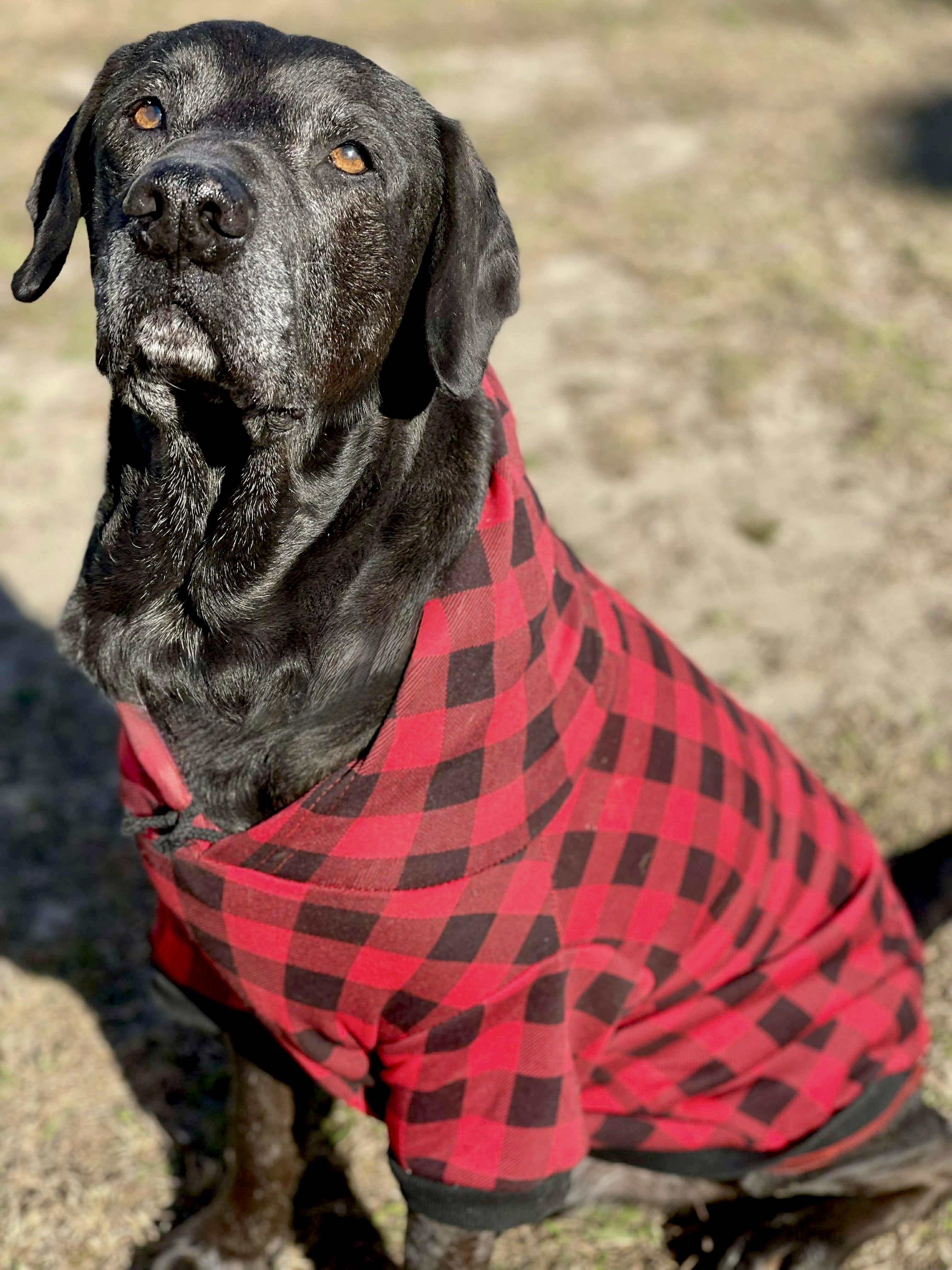 Enlarge Stanley, a Adoptable Black Labrador Retriever in Milton, FL image 2/5