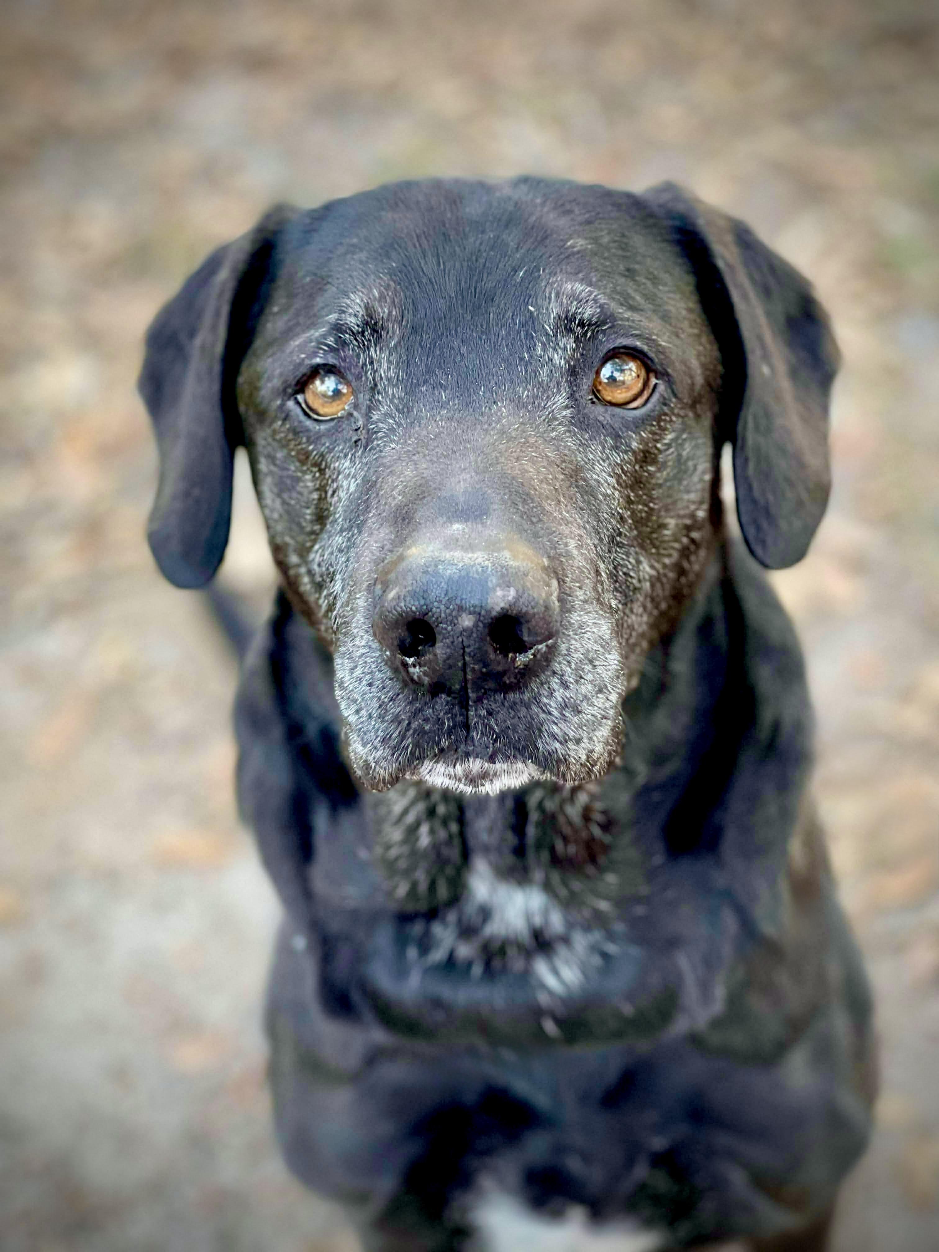 Stanley, Adoptable, Senior Male Black Labrador Retriever.