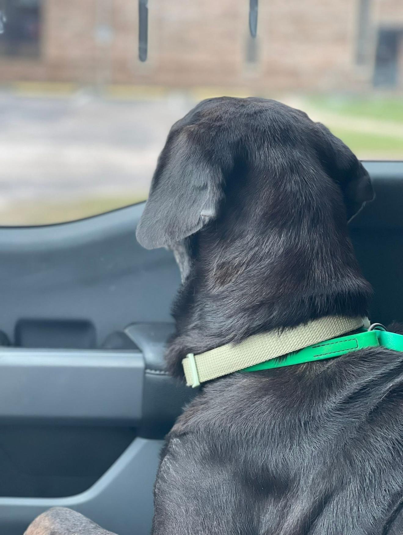 Stanley, Adoptable, Senior Male Black Labrador Retriever.