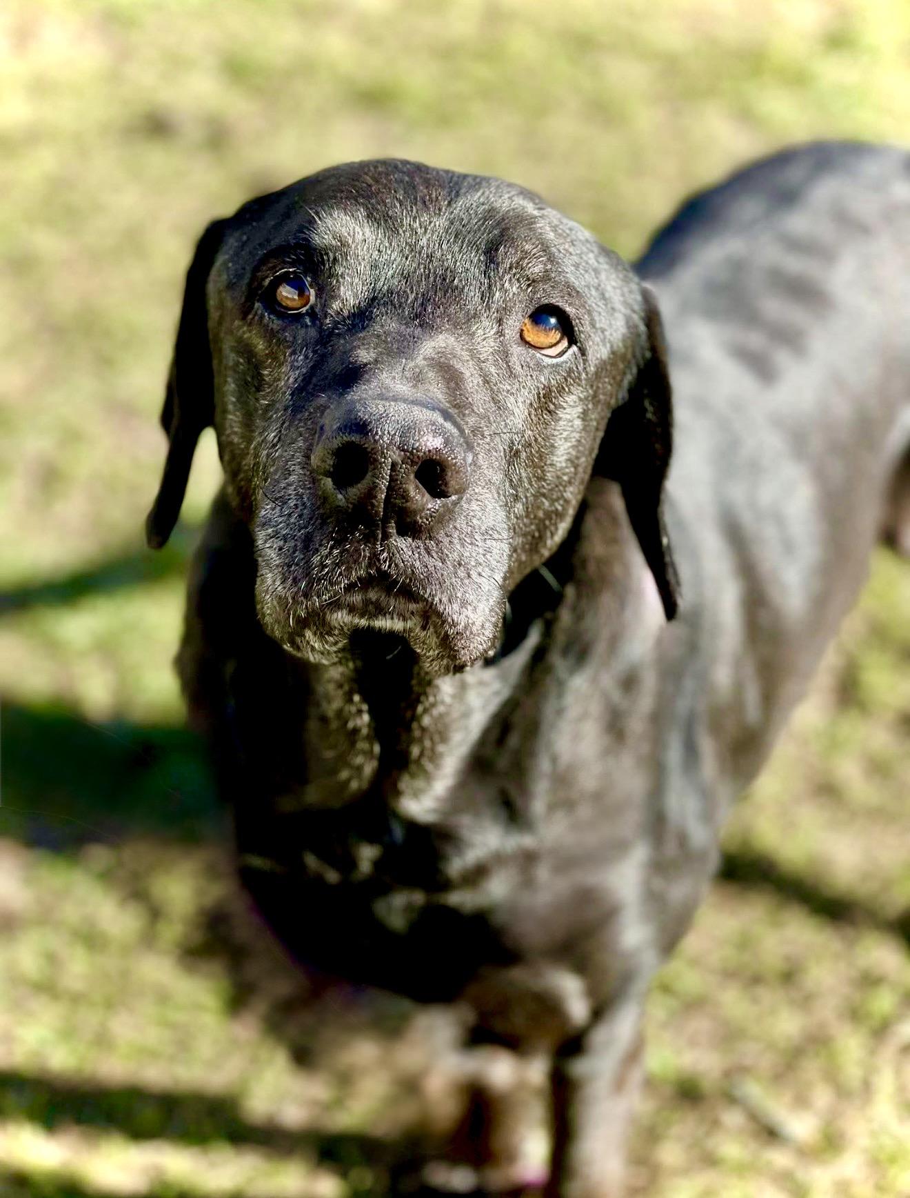 Enlarge Stanley, a Adoptable Black Labrador Retriever in Milton, FL image 3/5