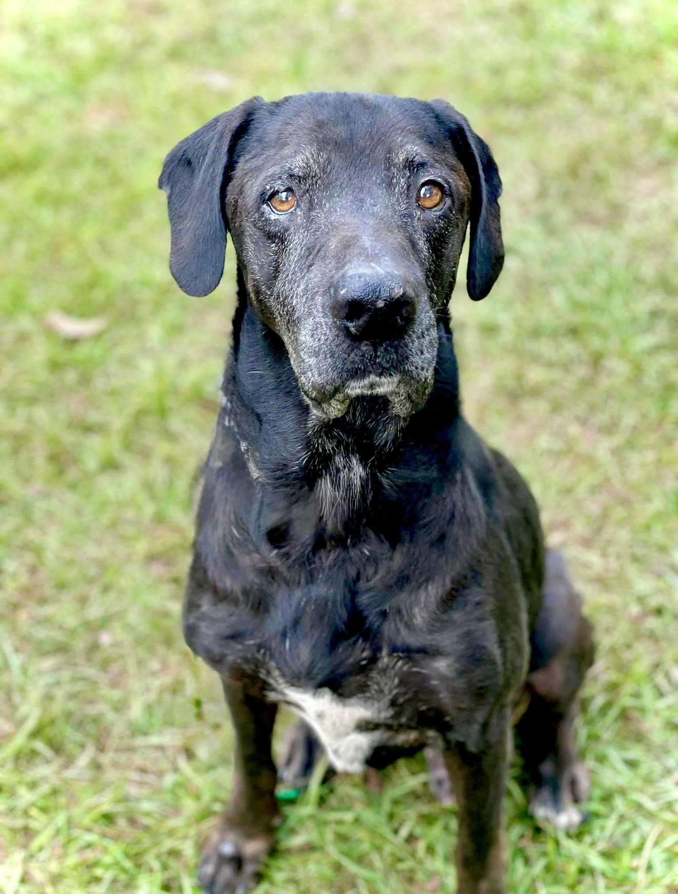 Enlarge Stanley, a Adoptable mixed breed in Milton, FL image 3/3