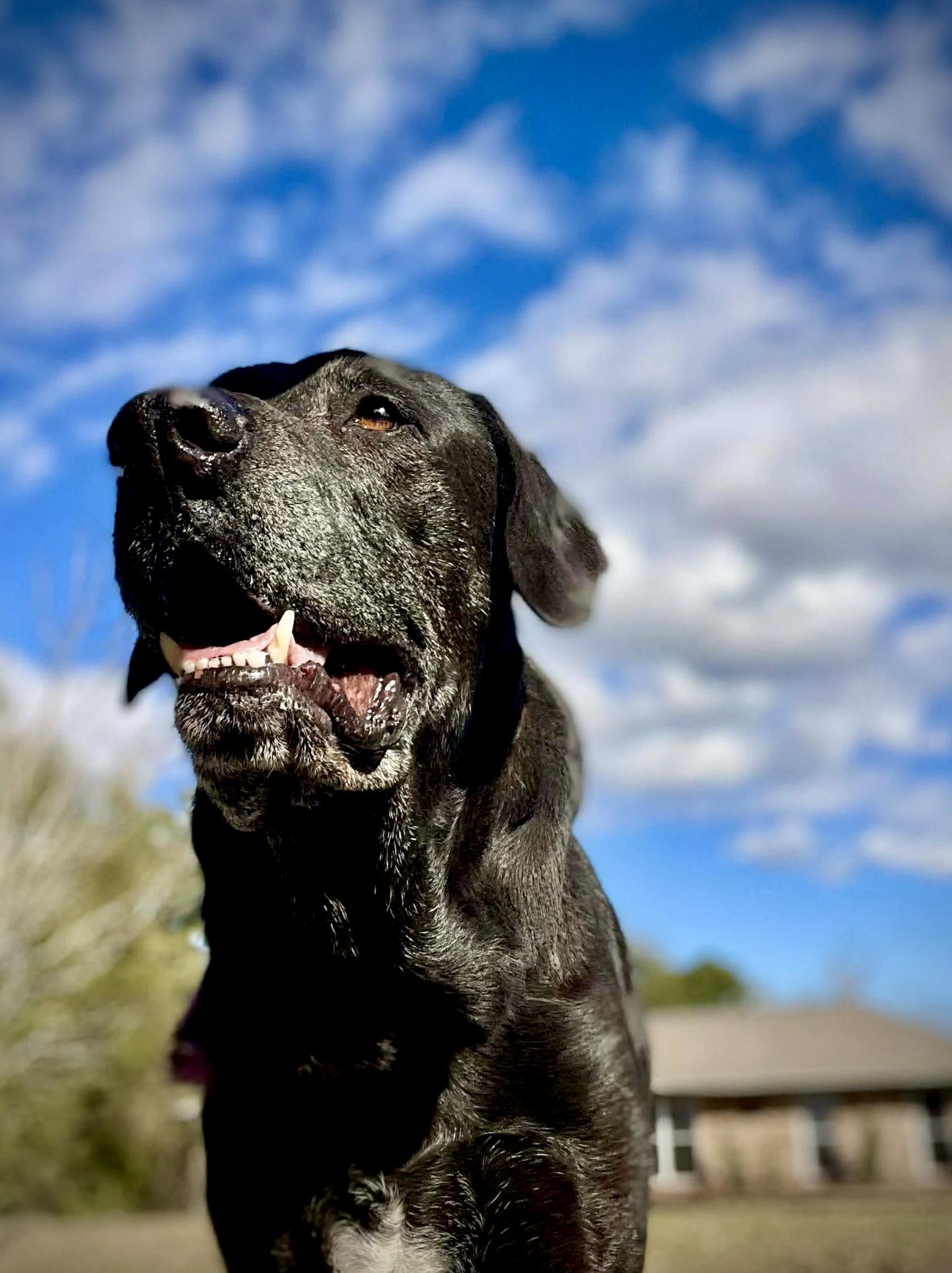 Enlarge Stanley, a Adoptable Black Labrador Retriever in Milton, FL image 5/5