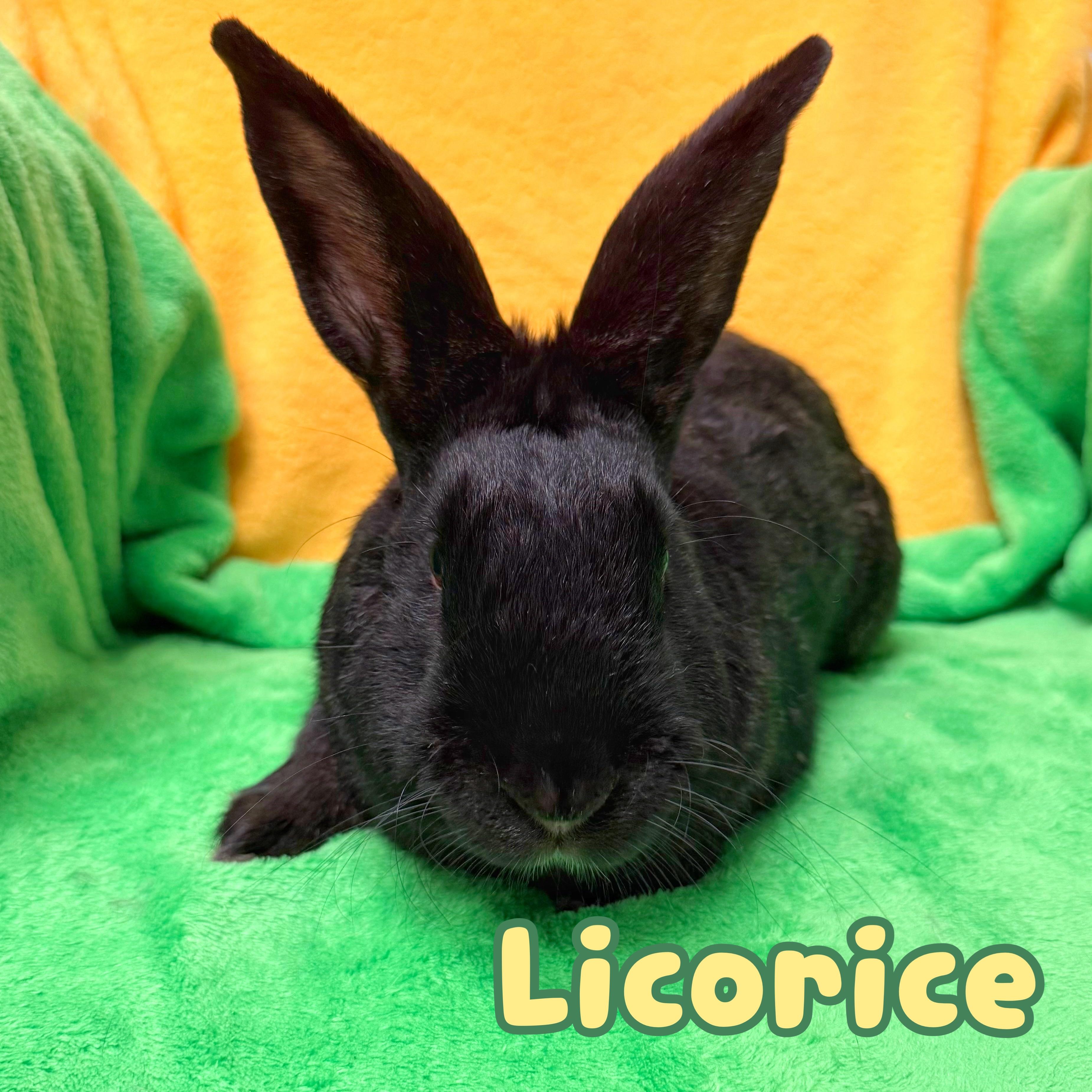 Enlarge Licorice, a ADOPTABLE mixed breed in Roseville, CA image 1/1