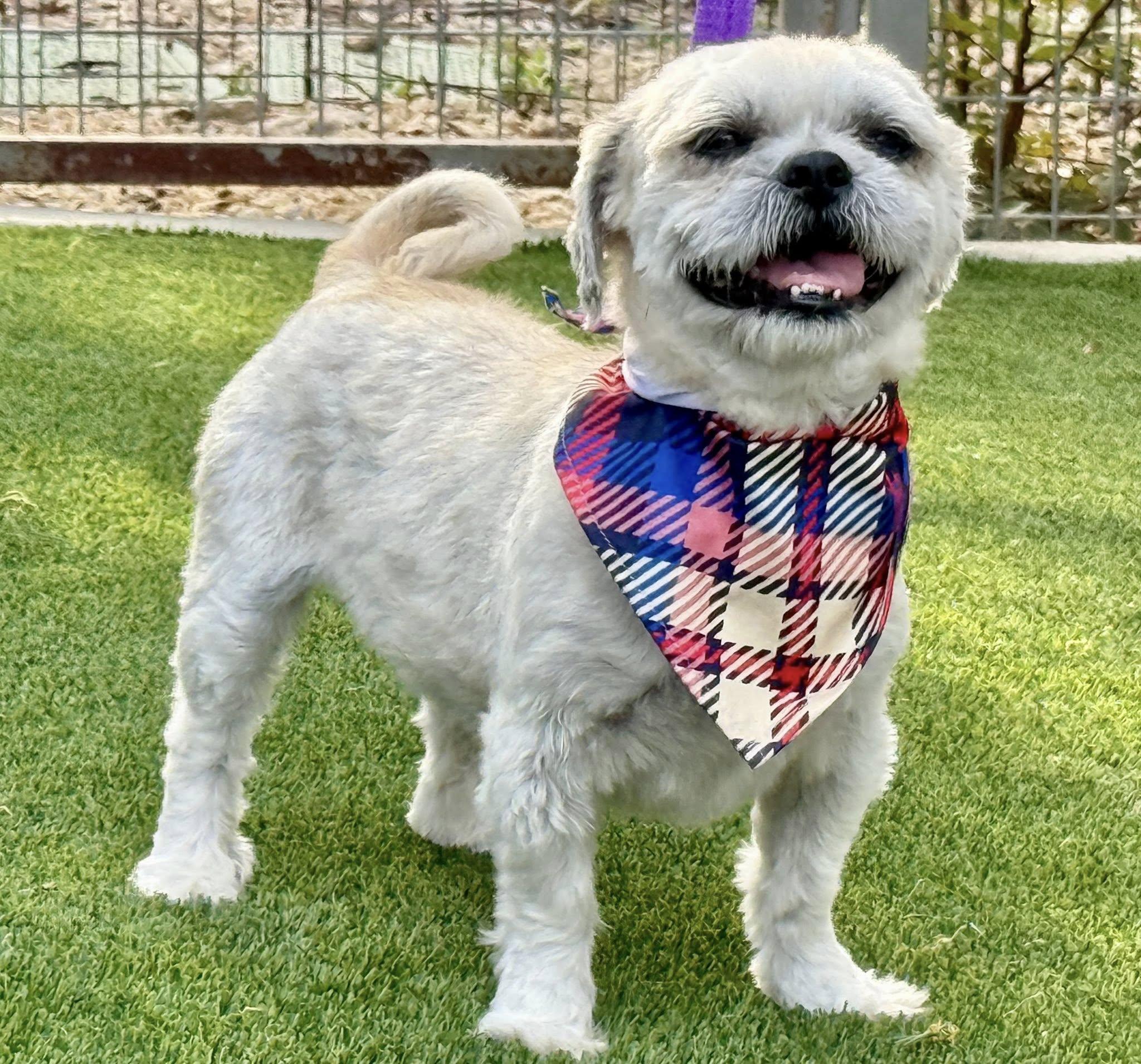 Percy - Shih Tzu boy
