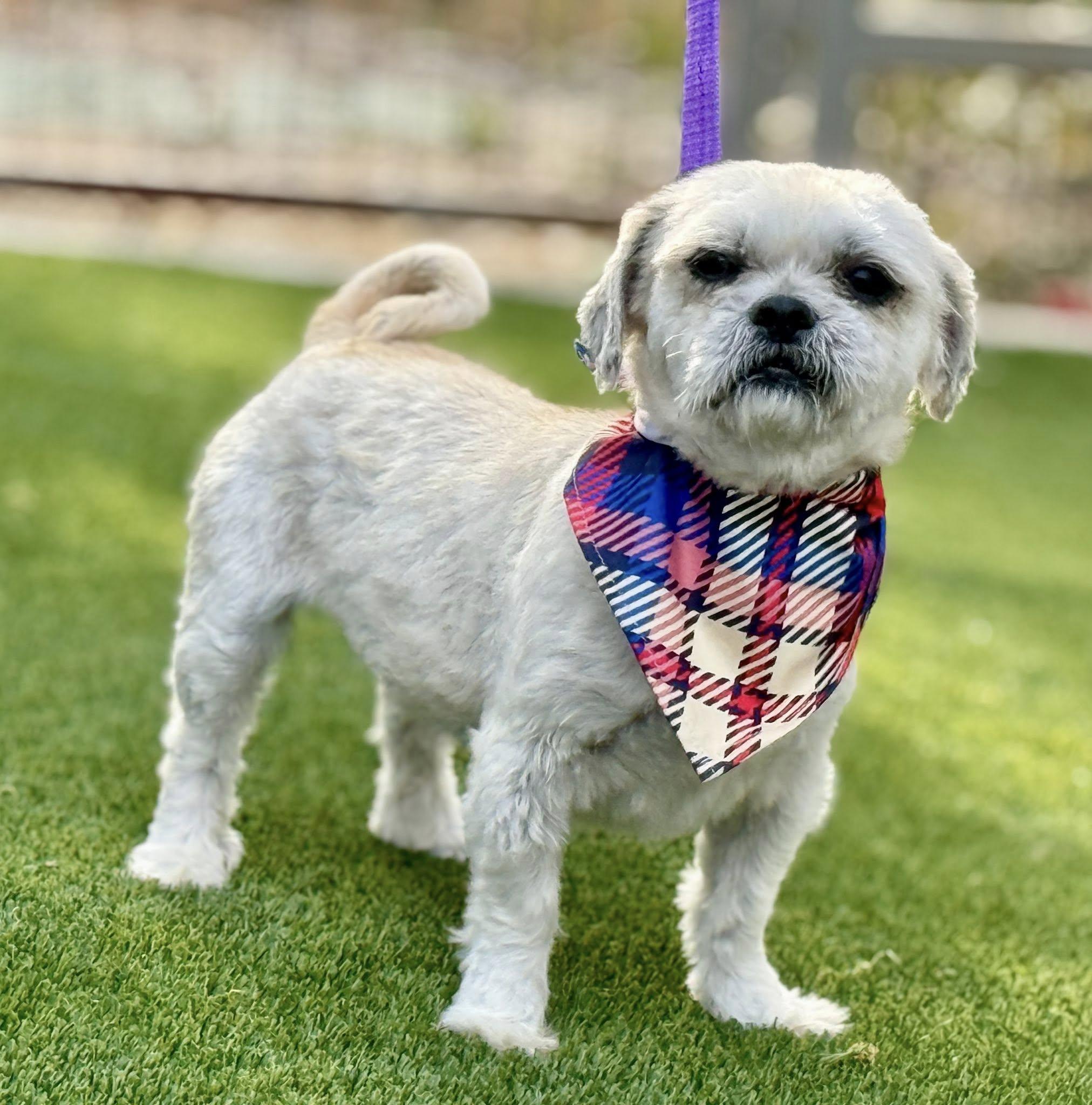 Percy - Shih Tzu boy