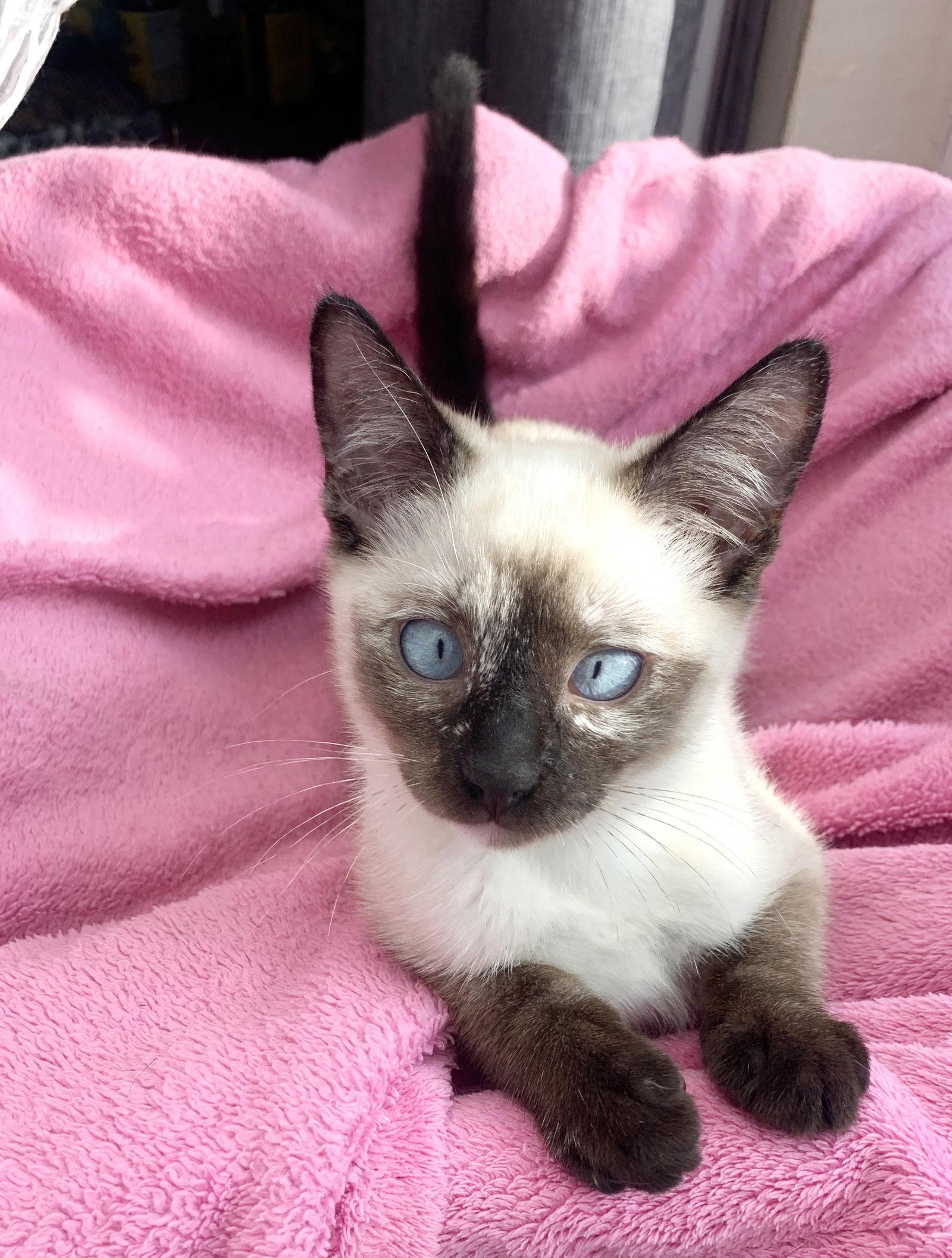 Enlarge Maisy, a Adoptable mixed breed in Alameda, CA image 1/3