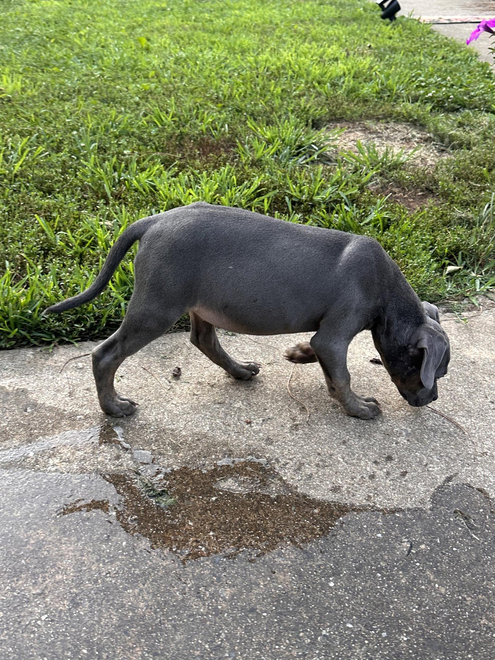 Enlarge Myla, a Adoptable Weimaraner in Ball Ground, GA image 1/3