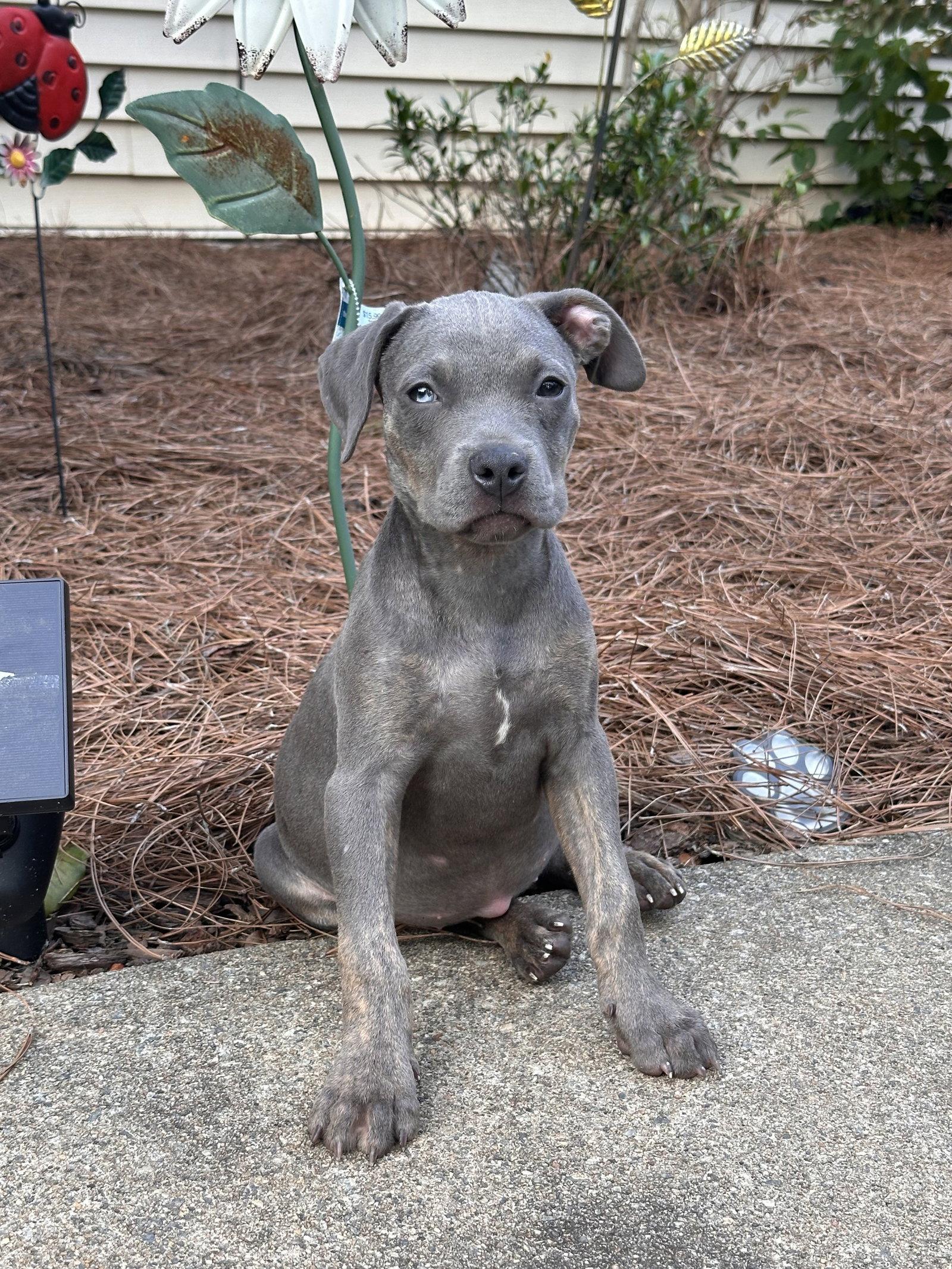 Enlarge Myla, a Adoptable Weimaraner in Ball Ground, GA image 2/3