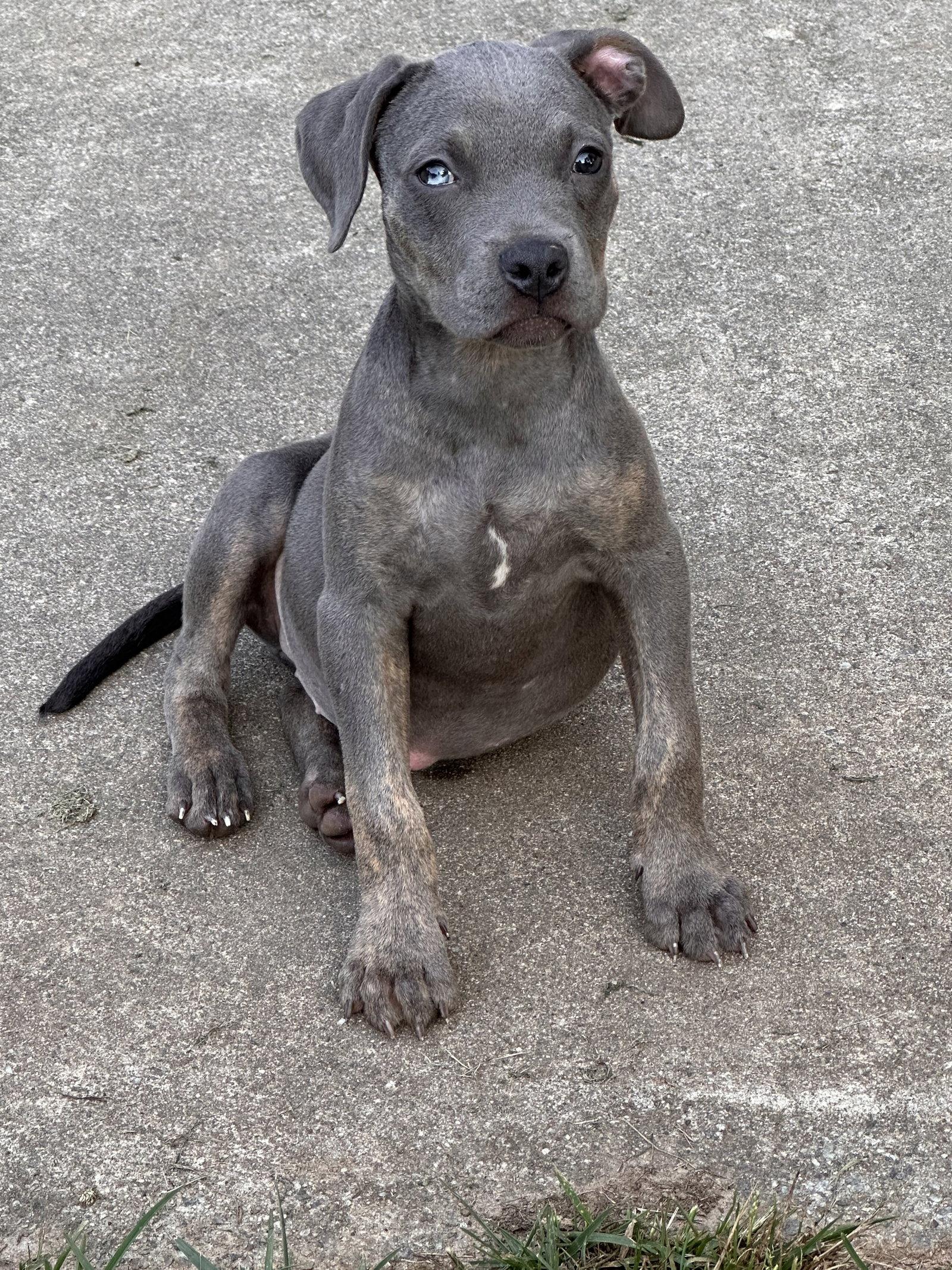 Enlarge Myla, a Adoptable Weimaraner in Ball Ground, GA image 3/3