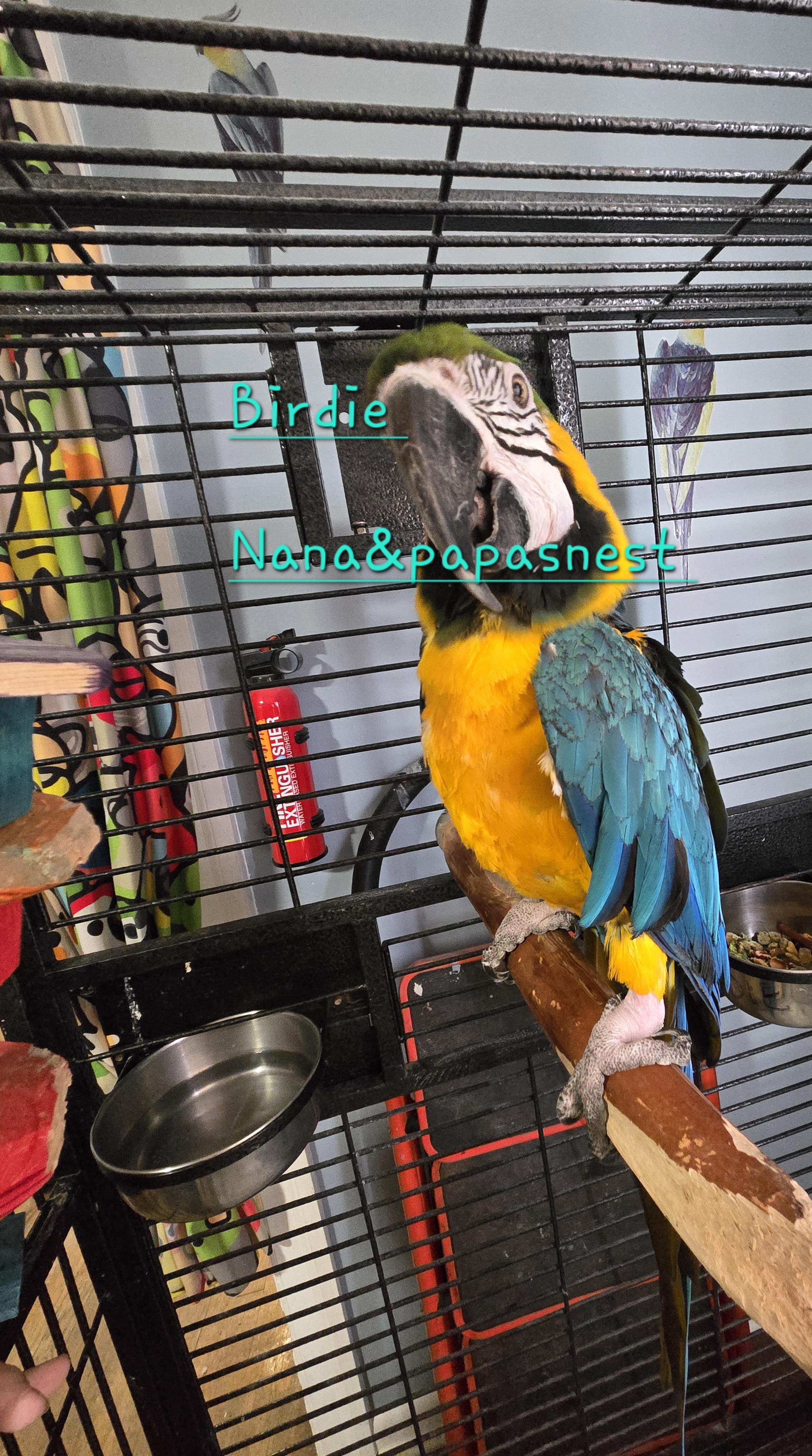 Enlarge Birdie, a Adoptable Macaw in Wakefield, VA image 1/1