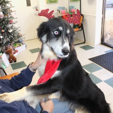 Enlarge Boogie, a Adoptable mixed breed in Birmingham, AL image 1/1