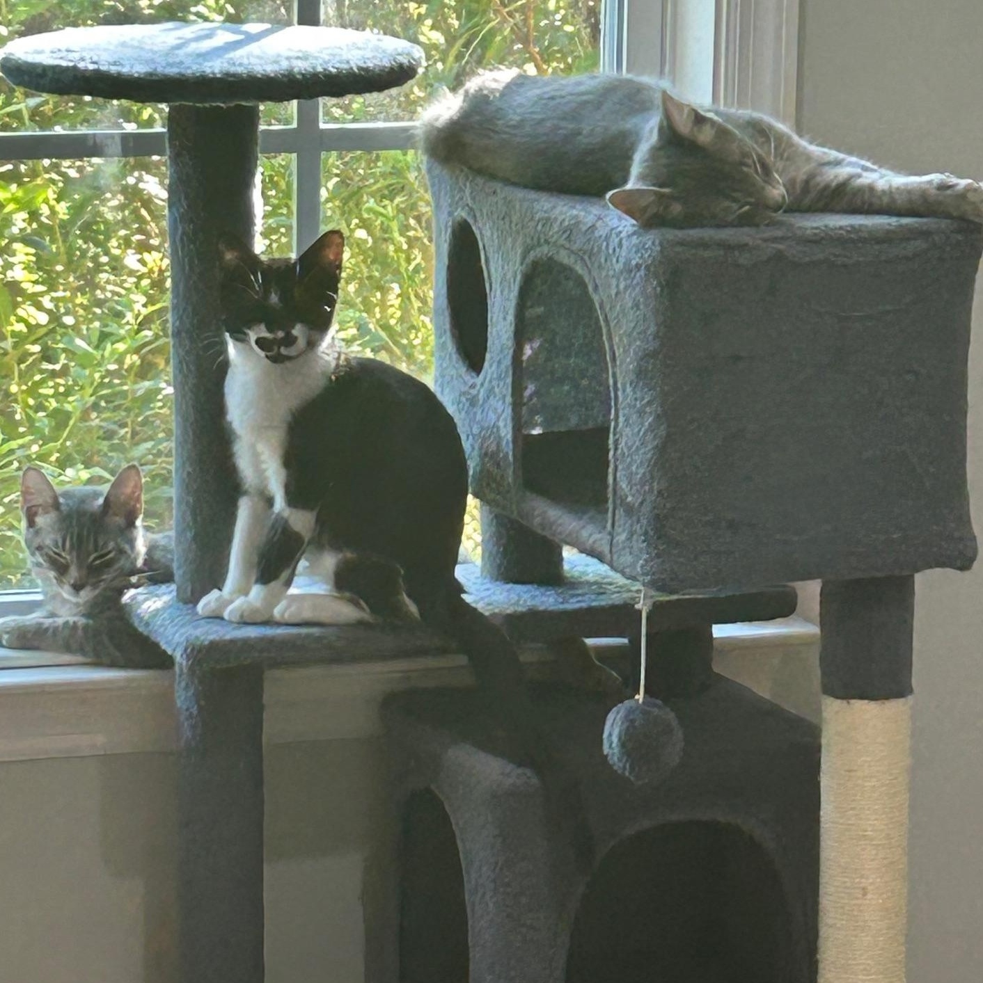 Enlarge Nancy, a Adoptable mixed breed in Beaufort, SC image 6/6