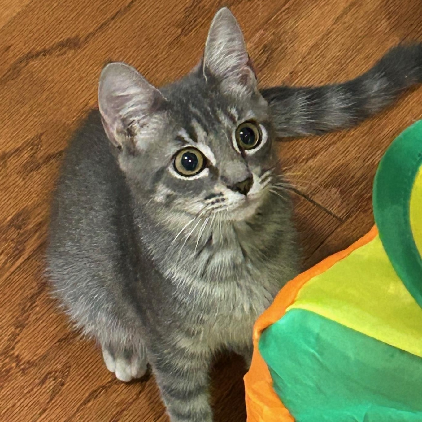 Enlarge Nancy, a Adoptable mixed breed in Beaufort, SC image 2/6