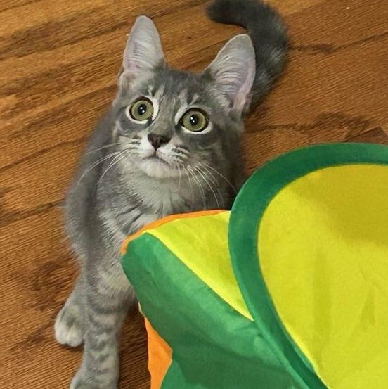 Enlarge Nancy, a Adoptable mixed breed in Beaufort, SC image 3/6