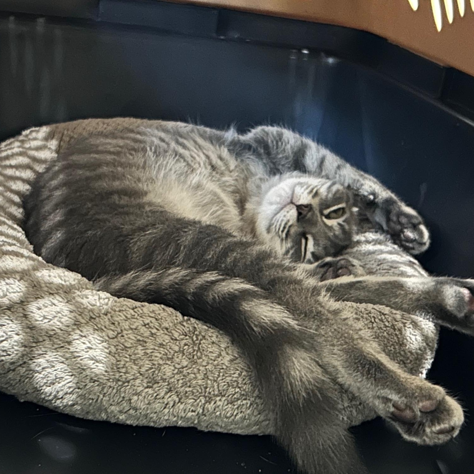 Enlarge Nancy, a Adoptable mixed breed in Beaufort, SC image 5/6