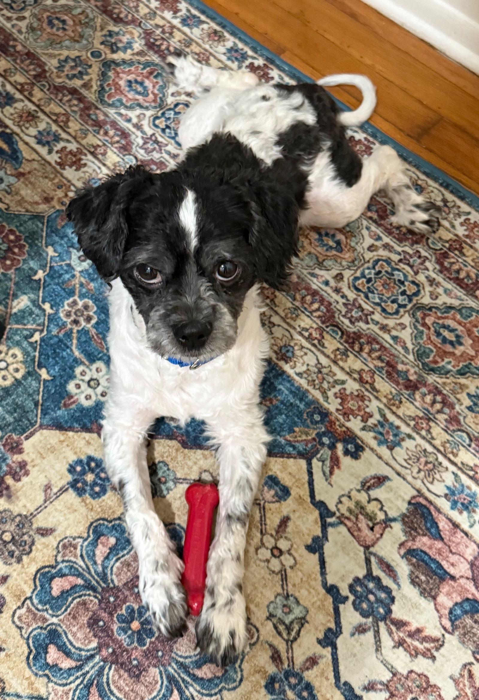 Hamlet, Adoptable, Adult Male Maltese.