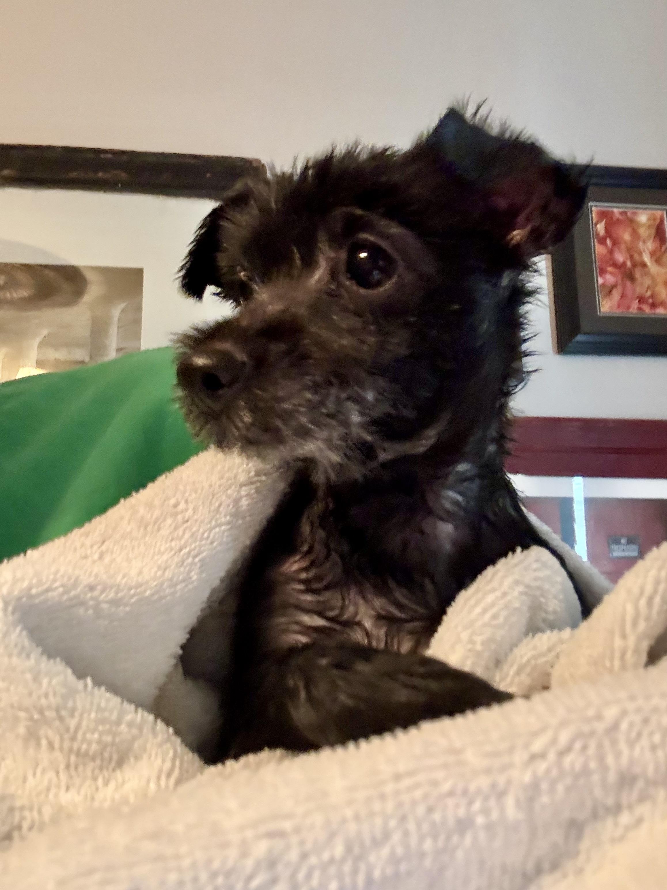 Enlarge Bella B, a Adopted mixed breed in Memphis , TN image 4/5