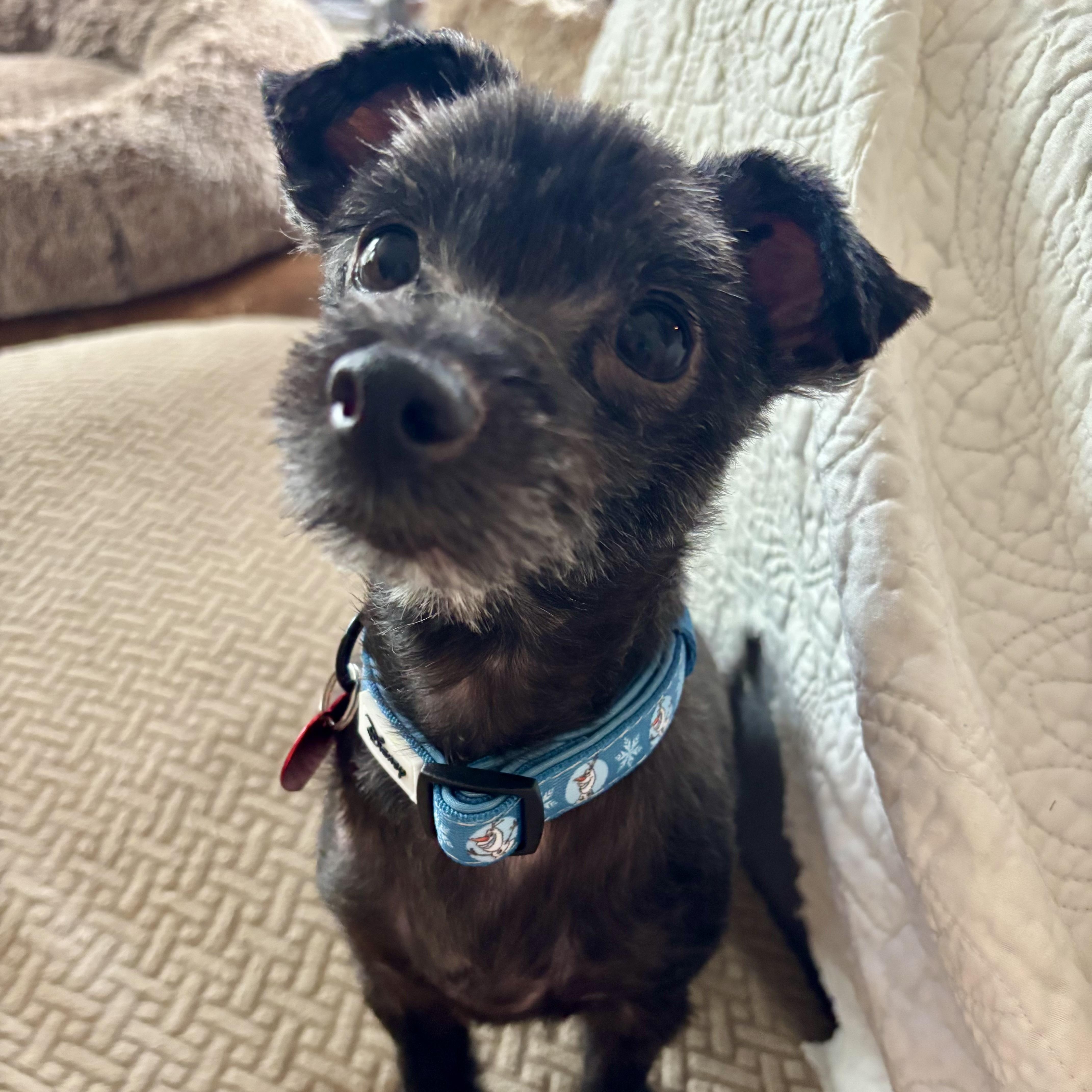 Enlarge Bella B, a Adopted mixed breed in Memphis , TN image 1/5