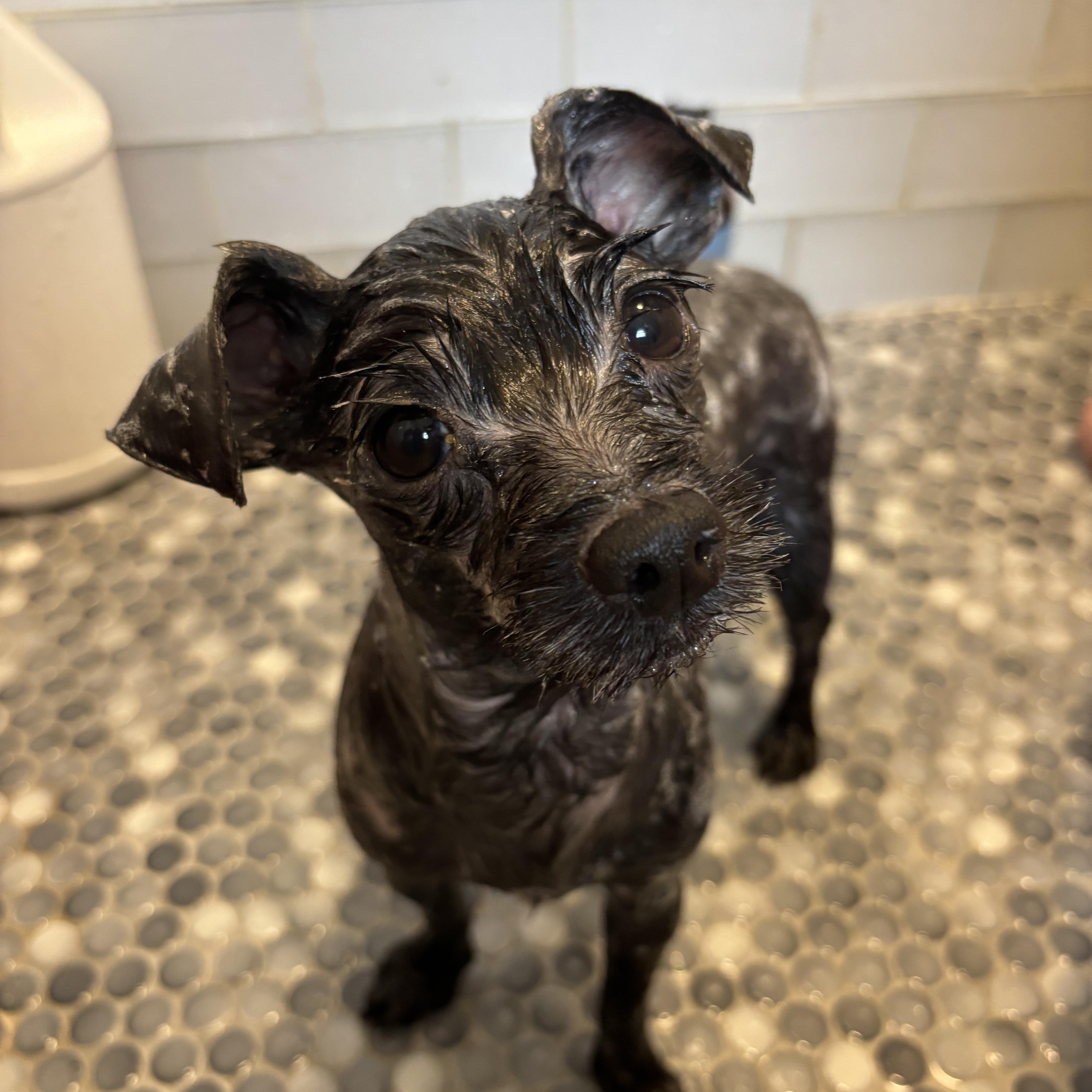 Enlarge Bella B, a Adopted mixed breed in Memphis , TN image 5/5