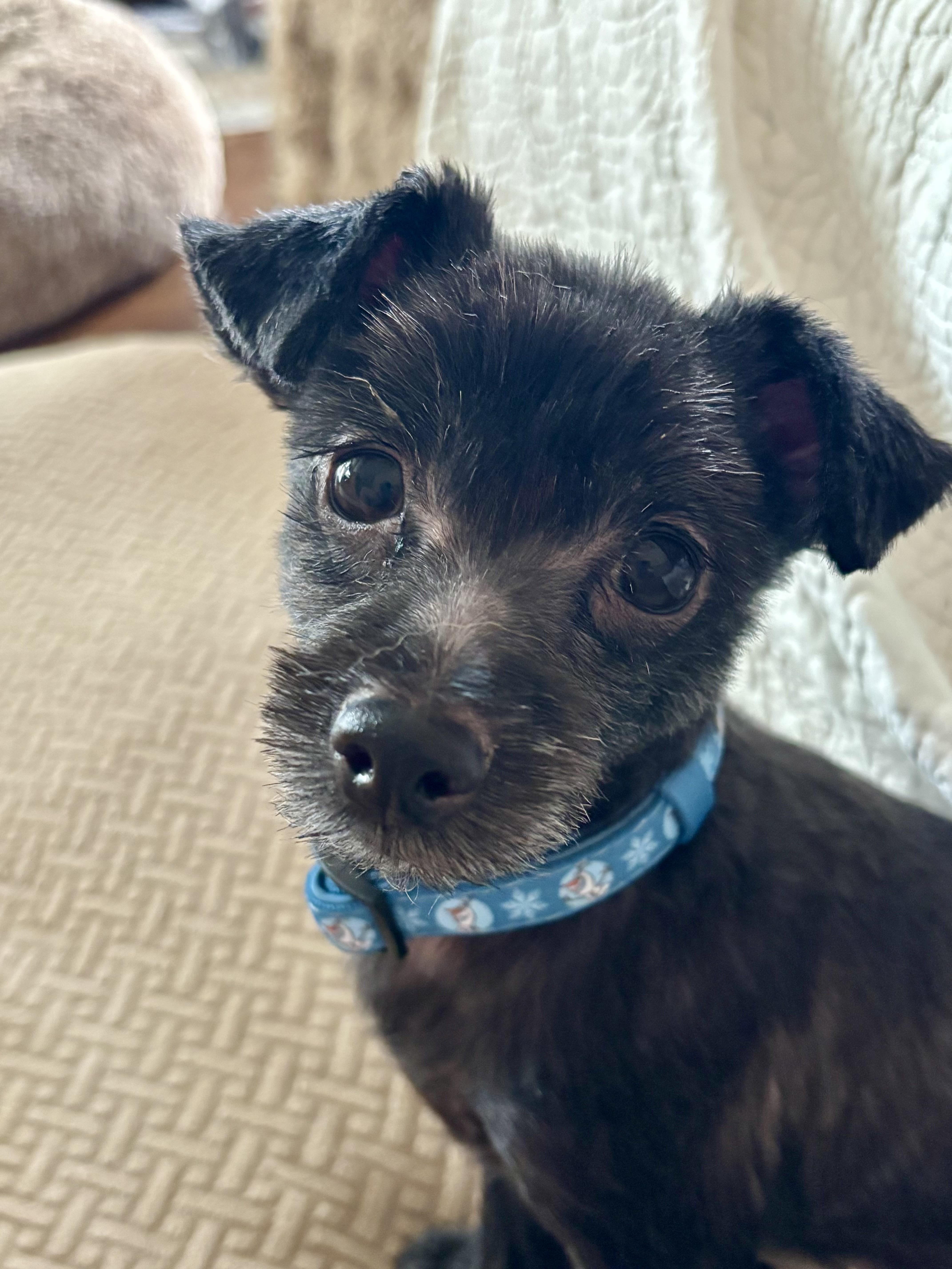 Enlarge Bella B, a Adopted mixed breed in Memphis , TN image 3/5