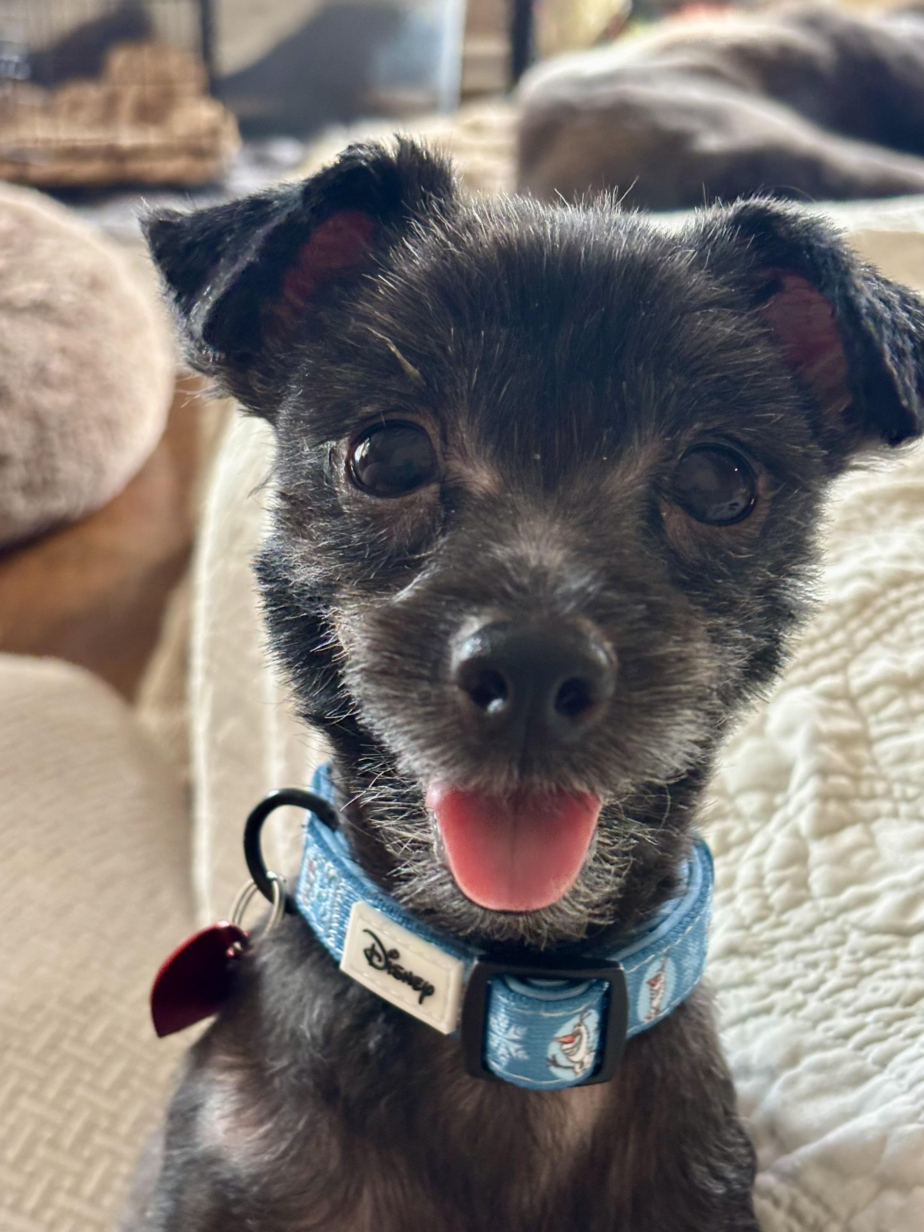 Enlarge Bella B, a Adopted mixed breed in Memphis , TN image 2/5