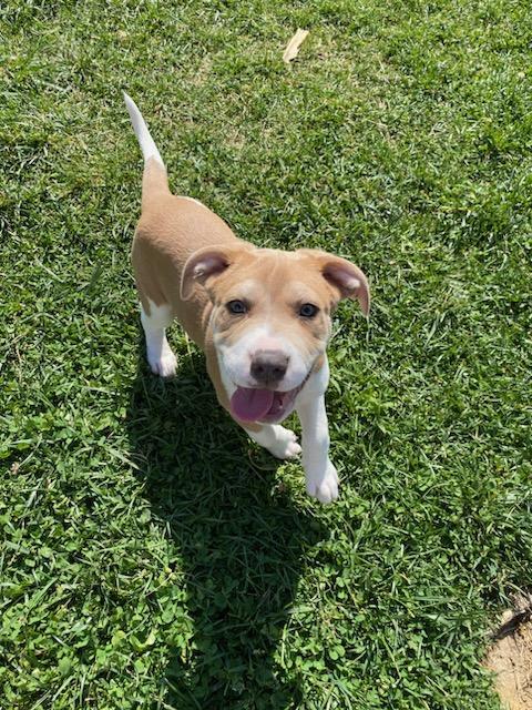 Basil, a Adopted mixed breed in Raleigh, NC image 2/6