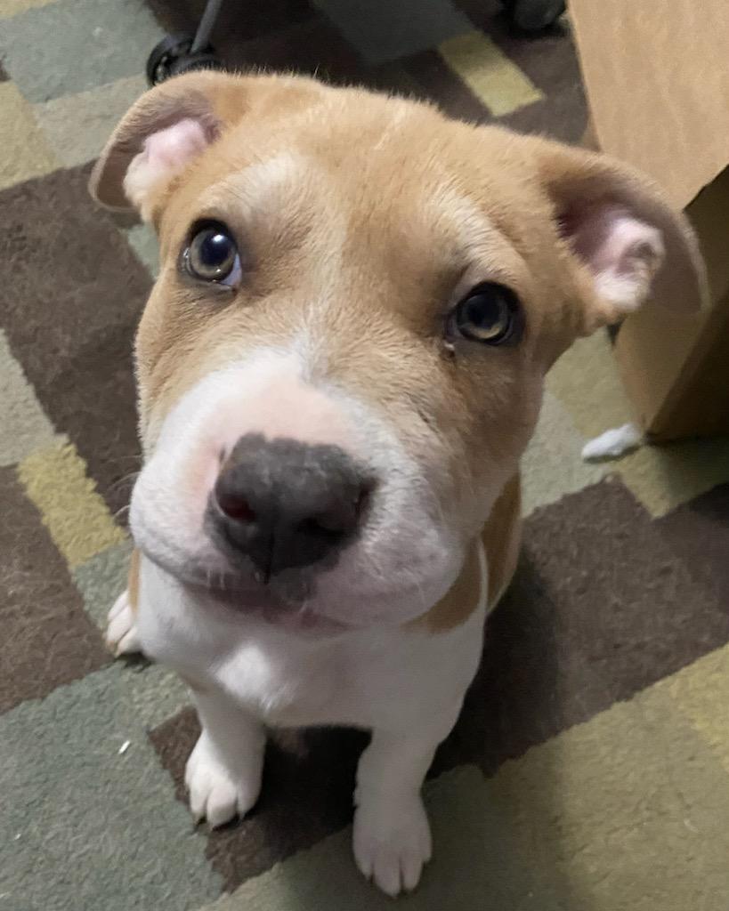 Basil, a Adopted mixed breed in Raleigh, NC image 4/6