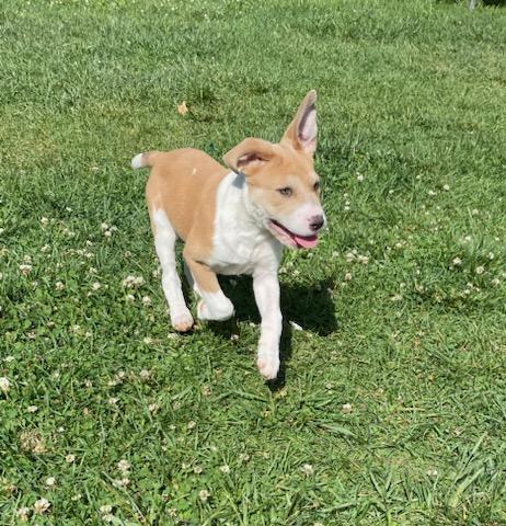Basil, a Adopted mixed breed in Raleigh, NC image 5/6